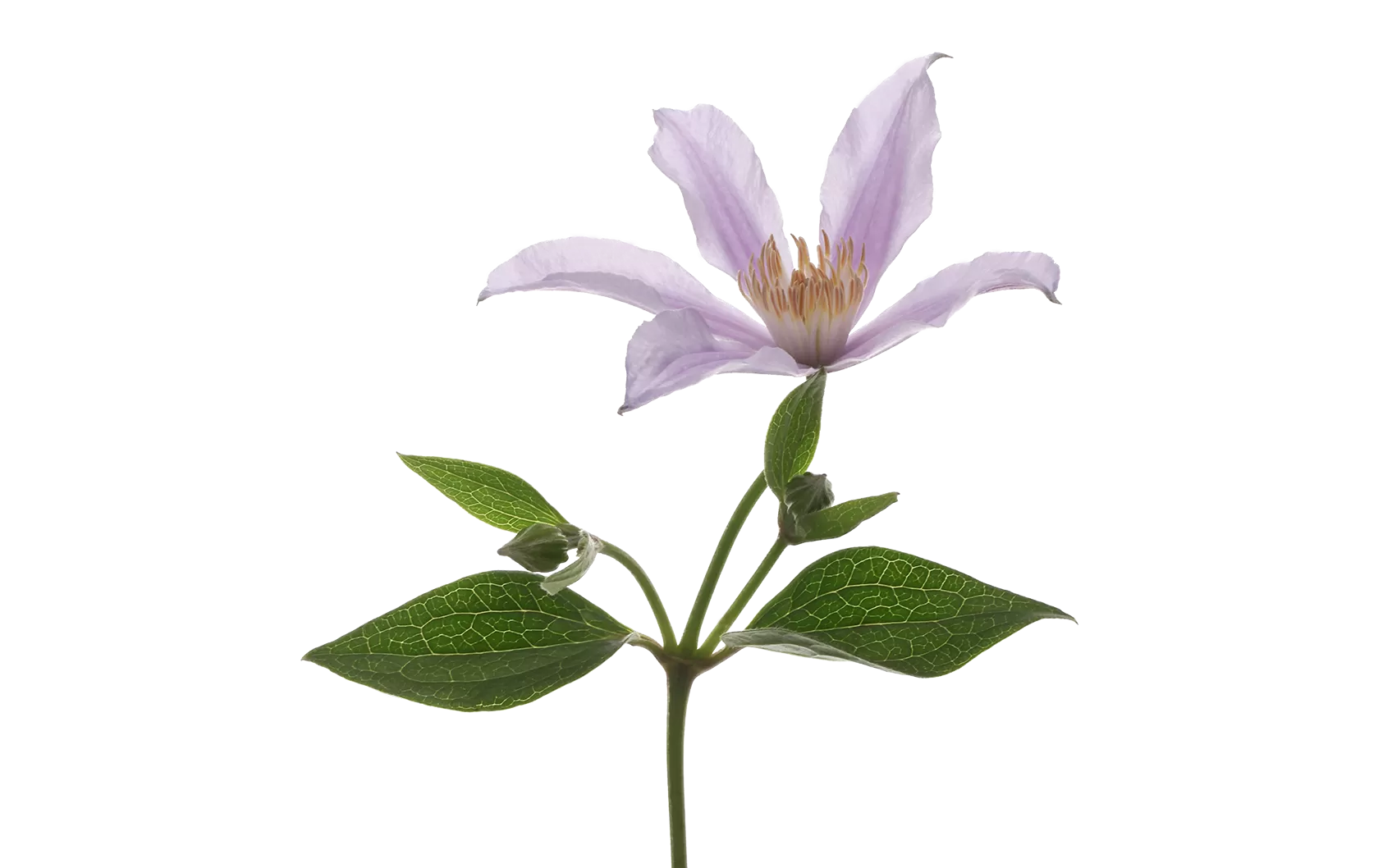 Clematis Amazing® Star River