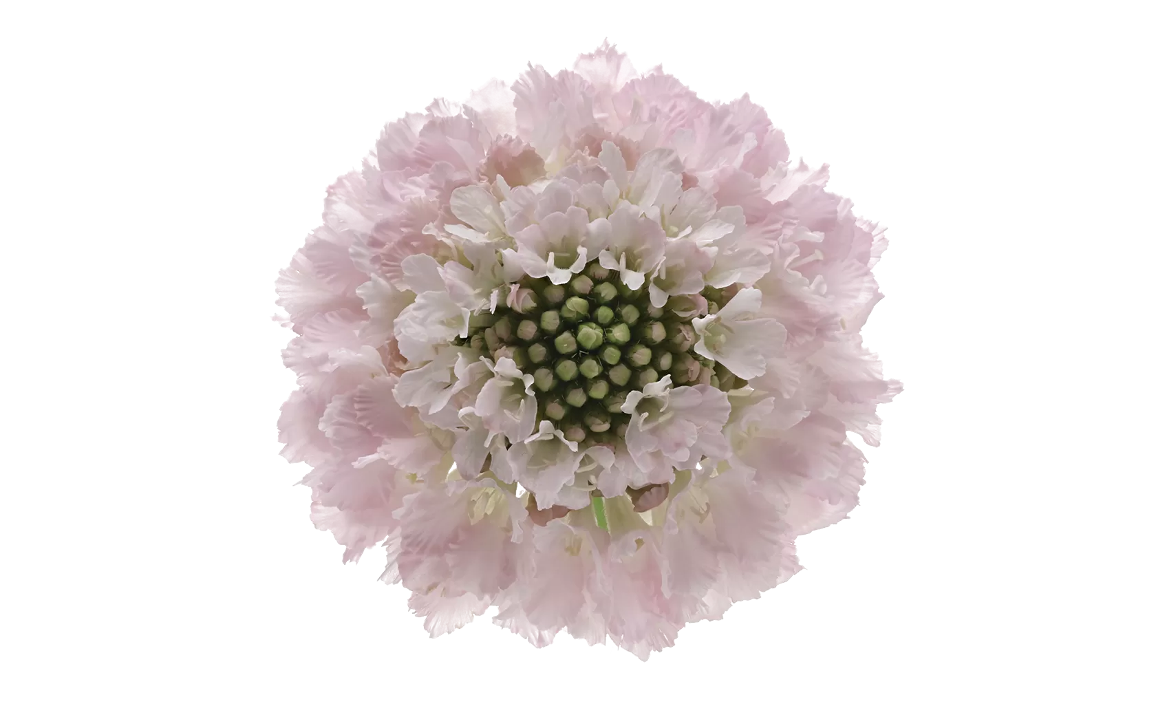 Scabiosa Bon Bon Scoop™ French Vanilla