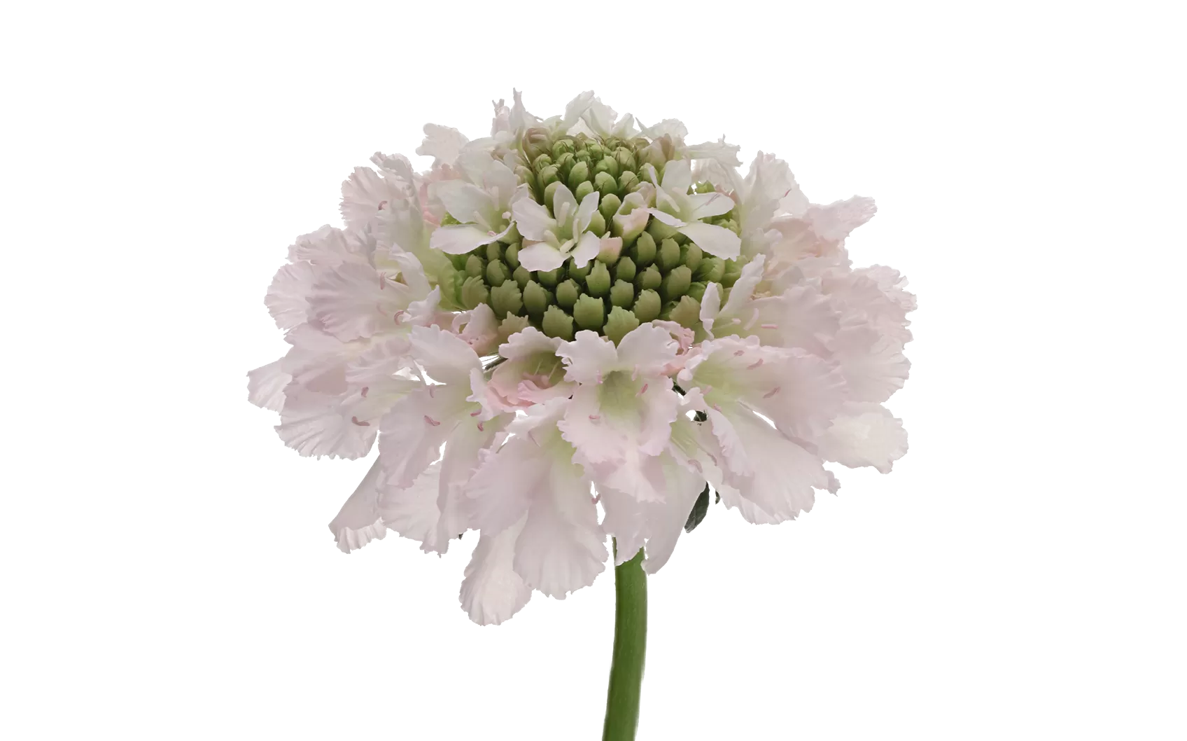 Scabiosa Bon Bon Scoop™ French Vanilla