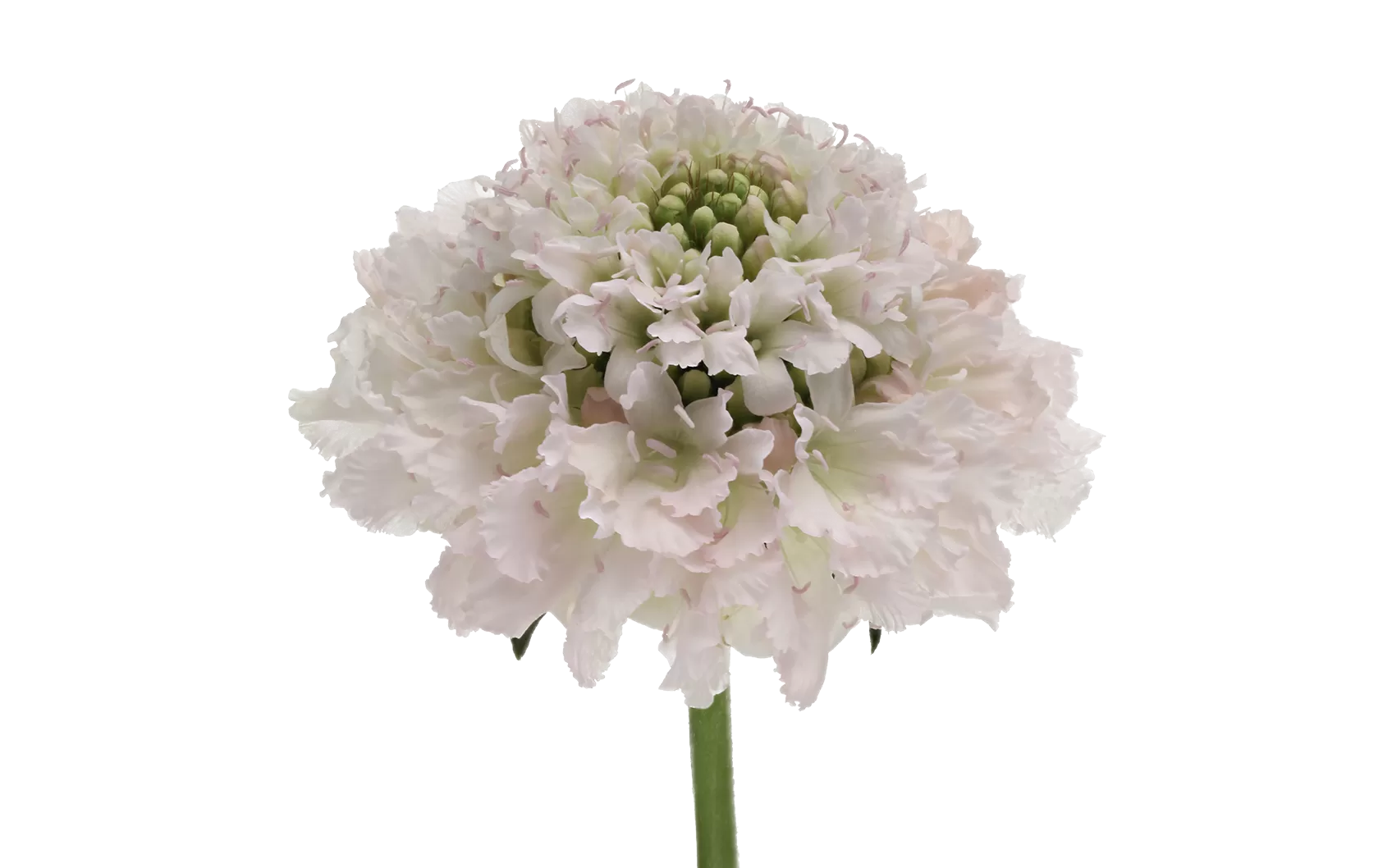 Scabiosa Bon Bon Scoop™ French Vanilla