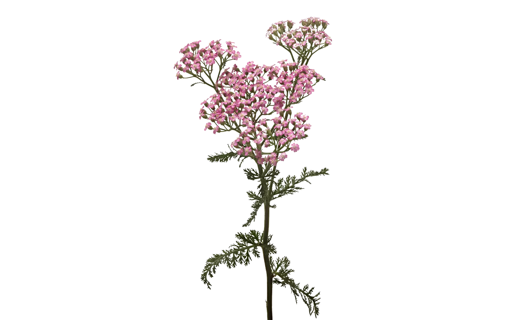Achillea Anna