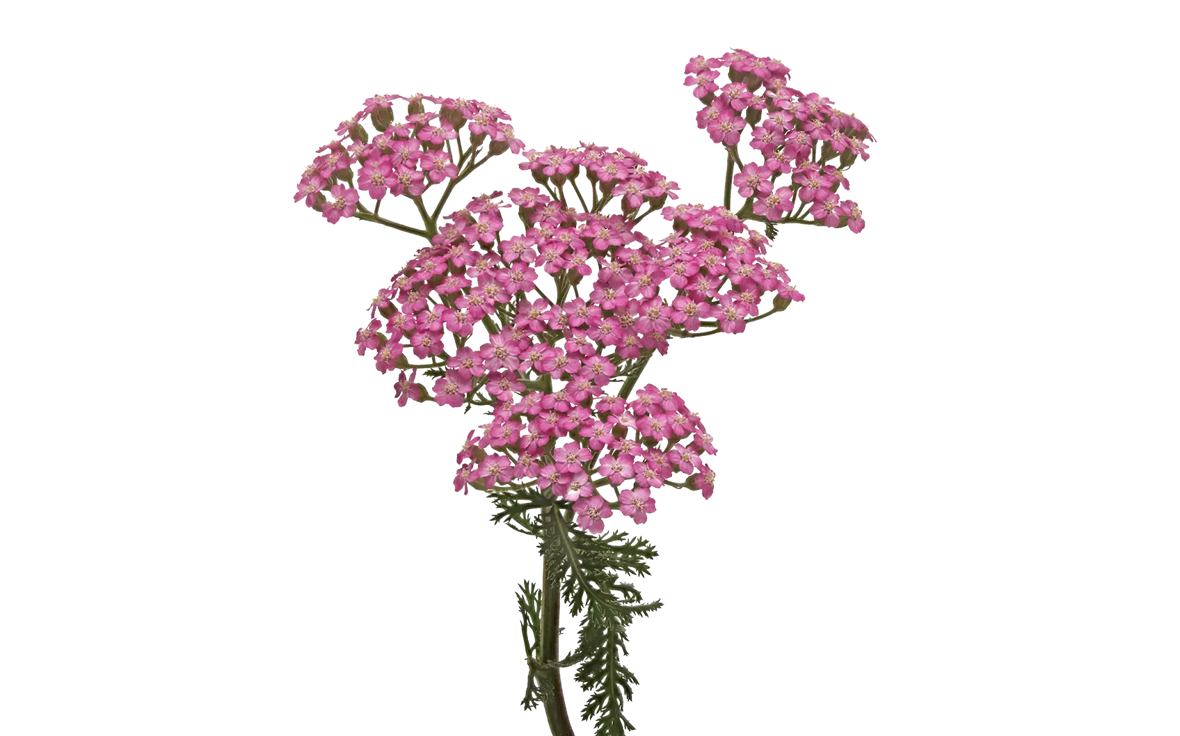 Achillea Anna