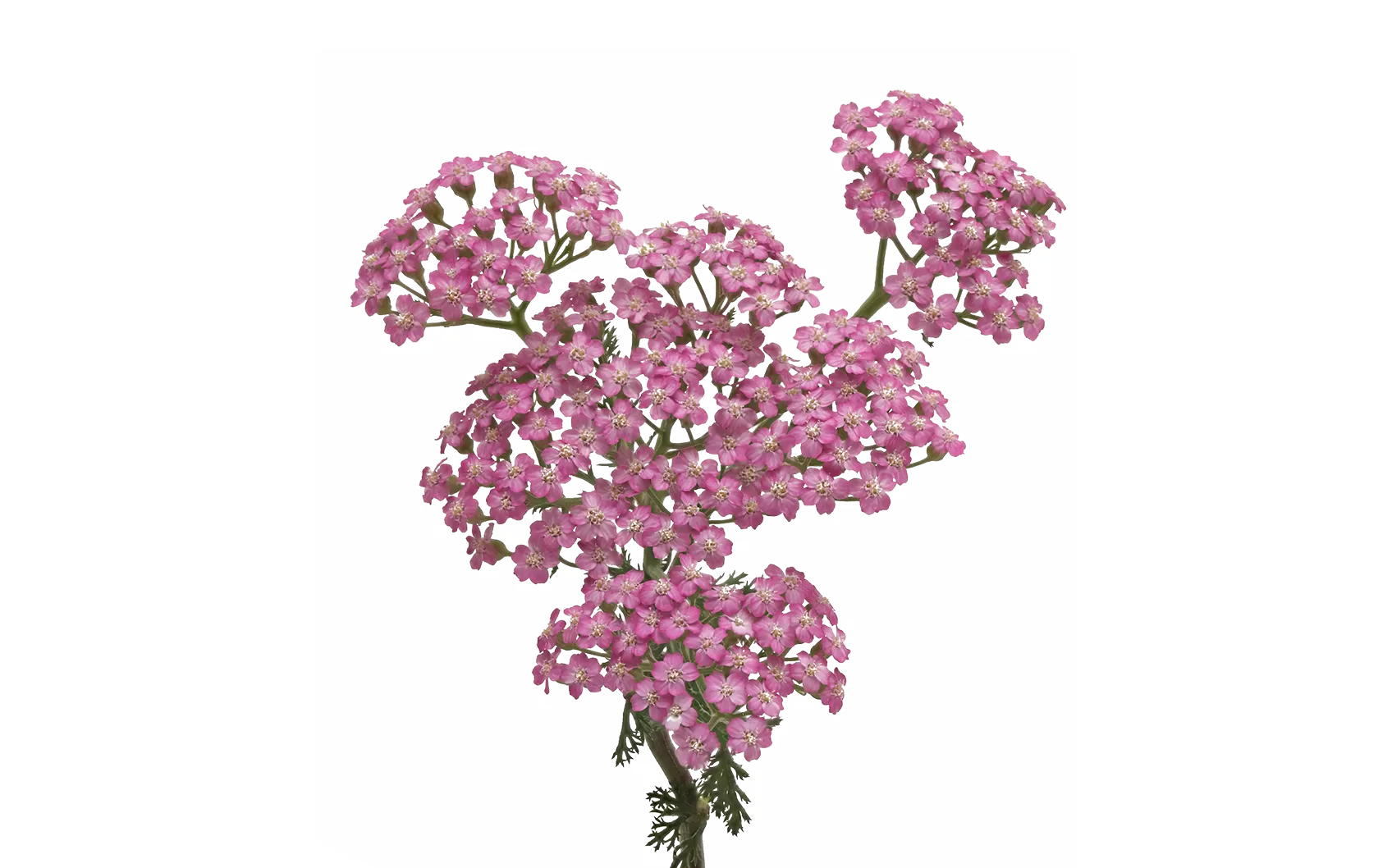 Achillea Anna