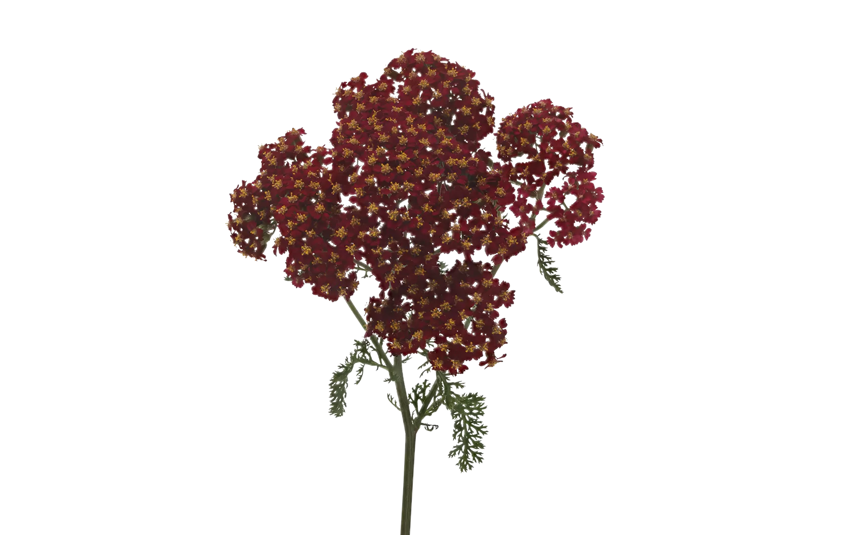 Achillea Discodip Red