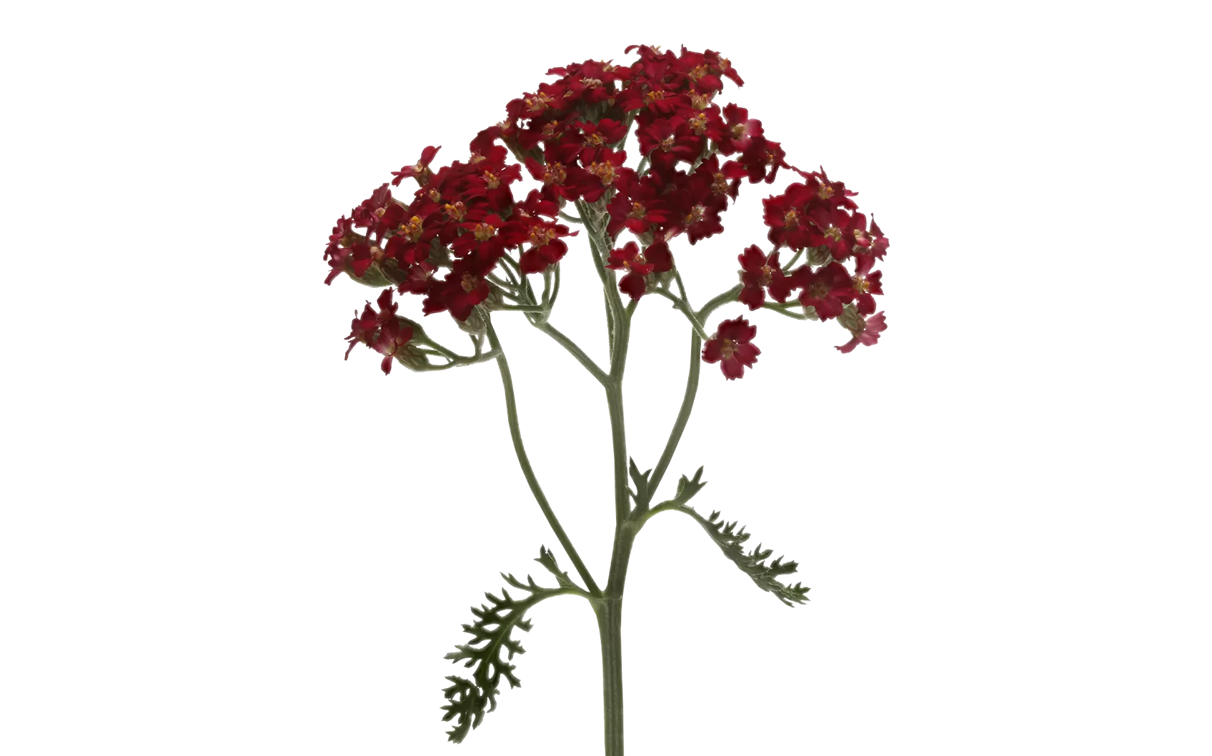 Achillea Discodip Red