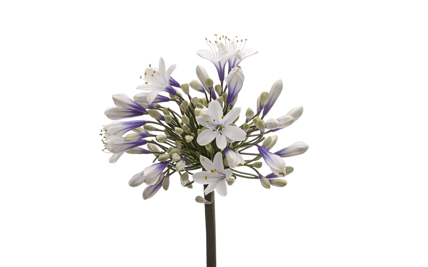 Agapanthus Twister 