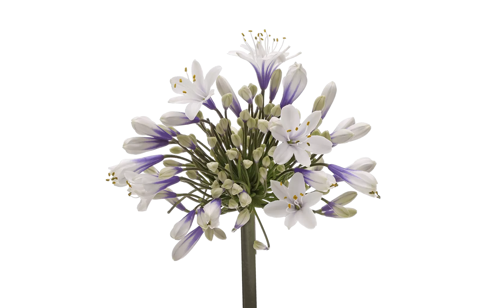Agapanthus Twister 