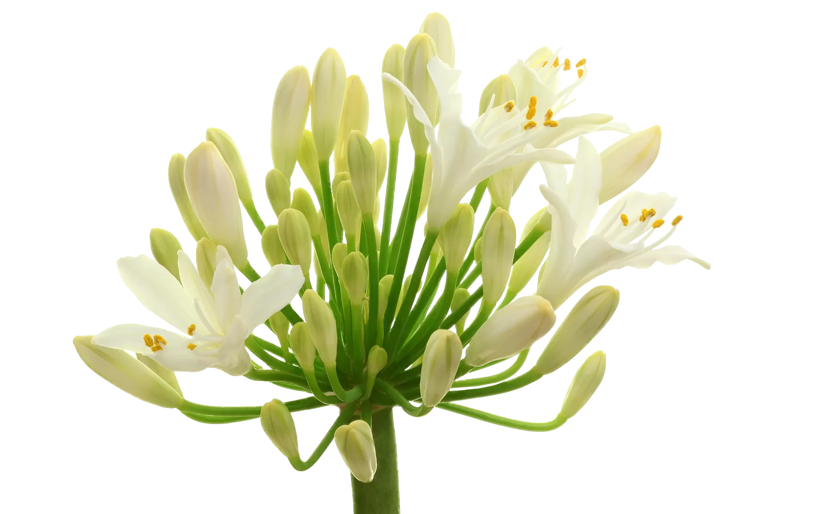 Agapanthus Gletsjer