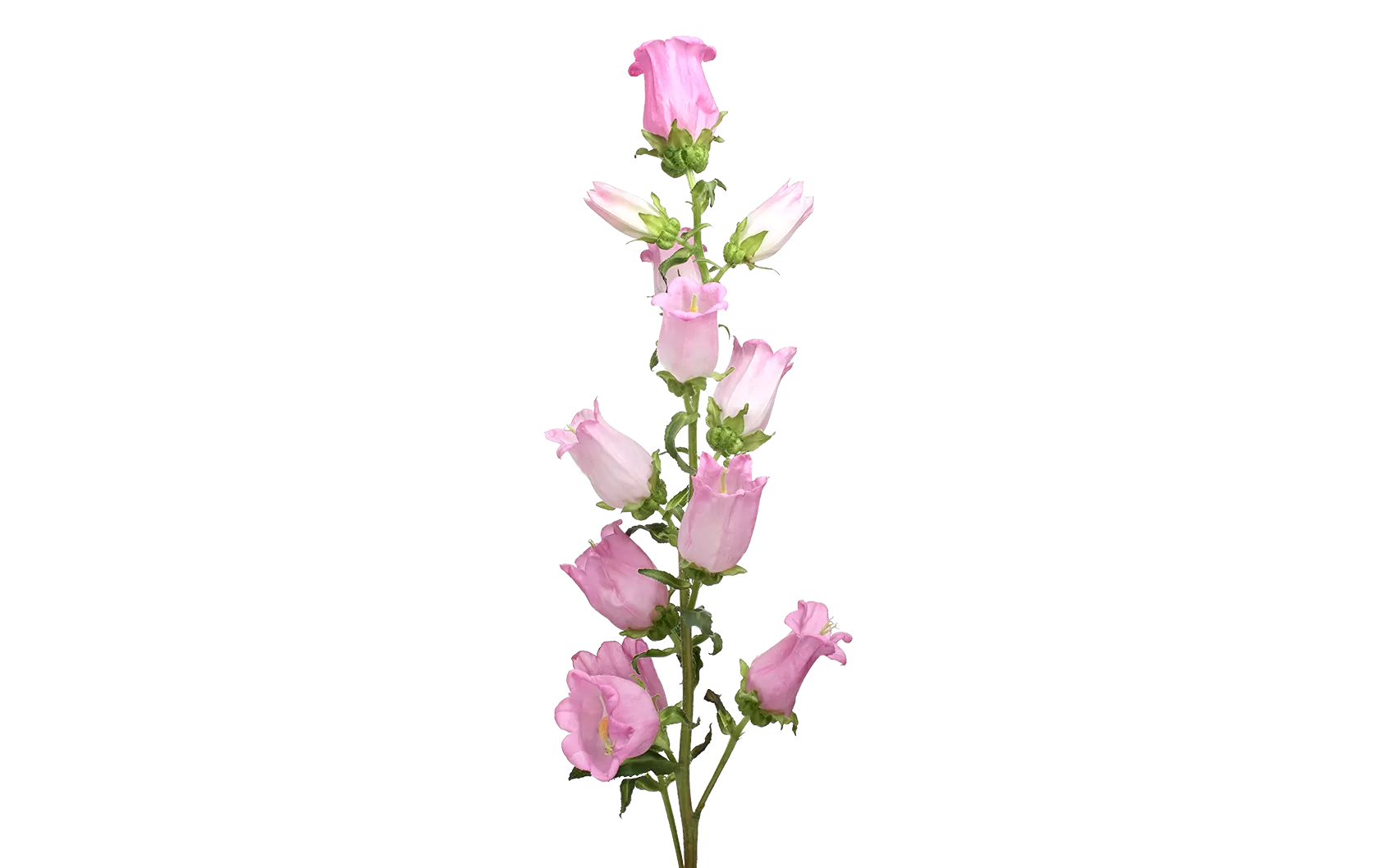 Campanula Champion Pink 