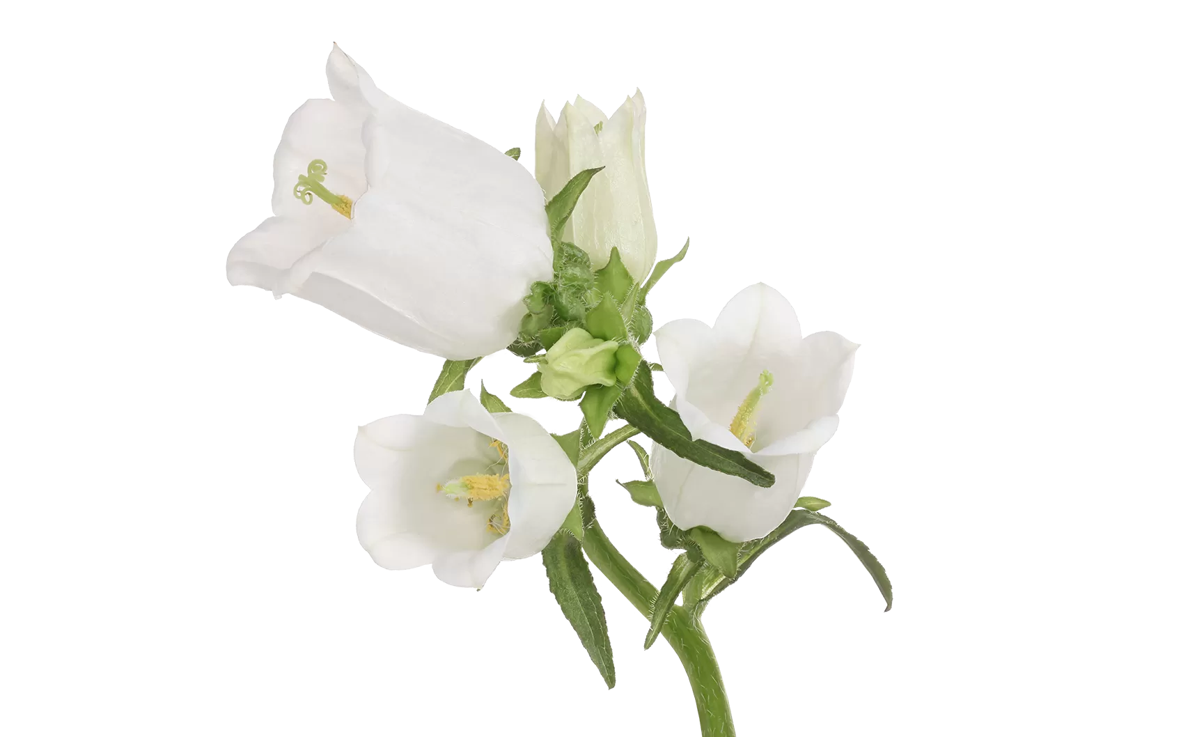 Campanula Champion White 