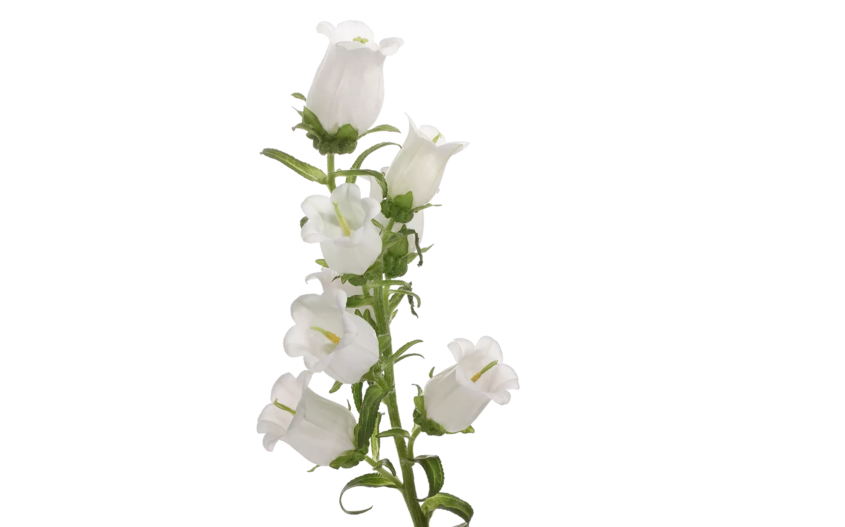 Campanula Champion White 