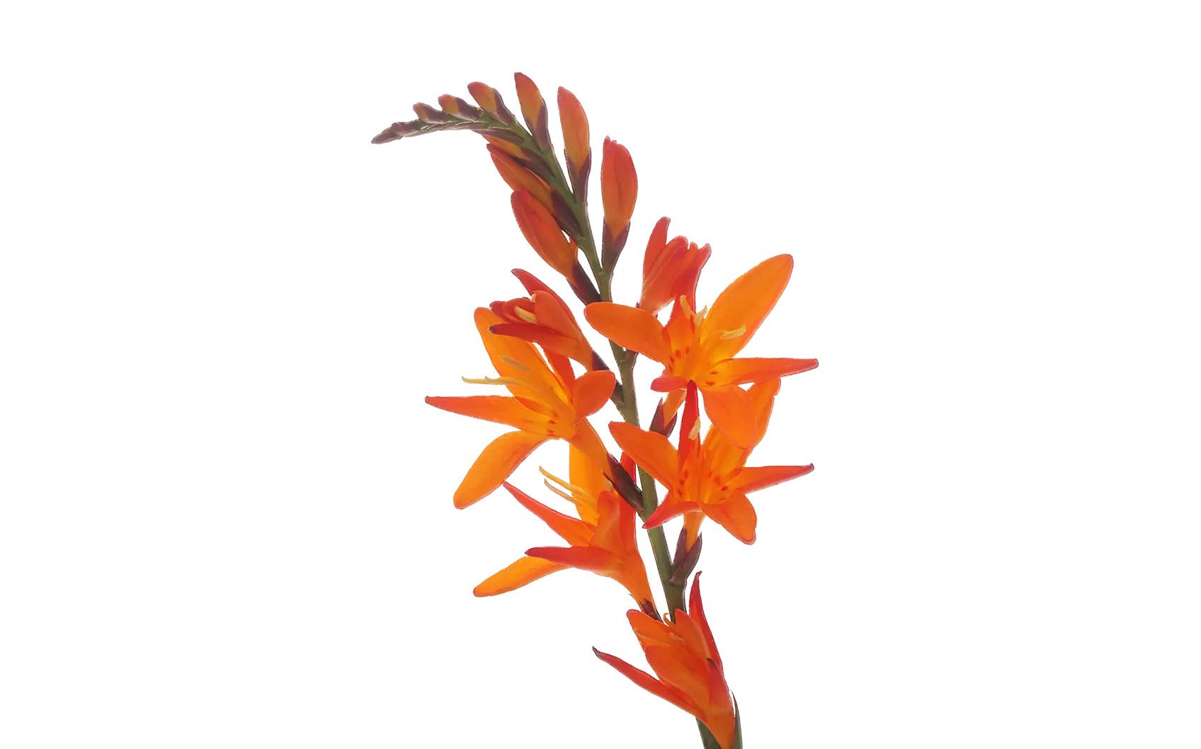 Crocosmia Prince of Orange  
