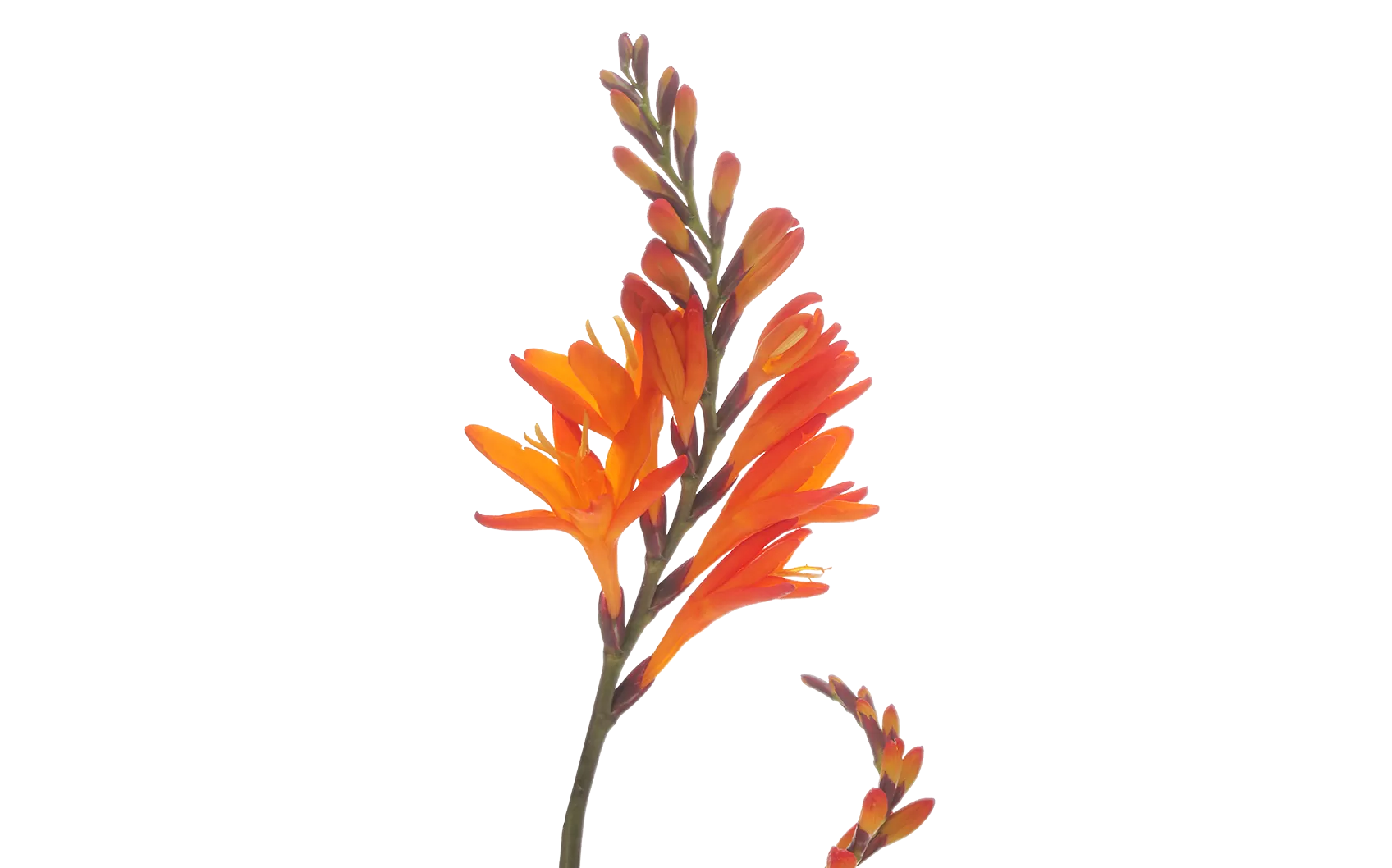 Crocosmia Prince of Orange  