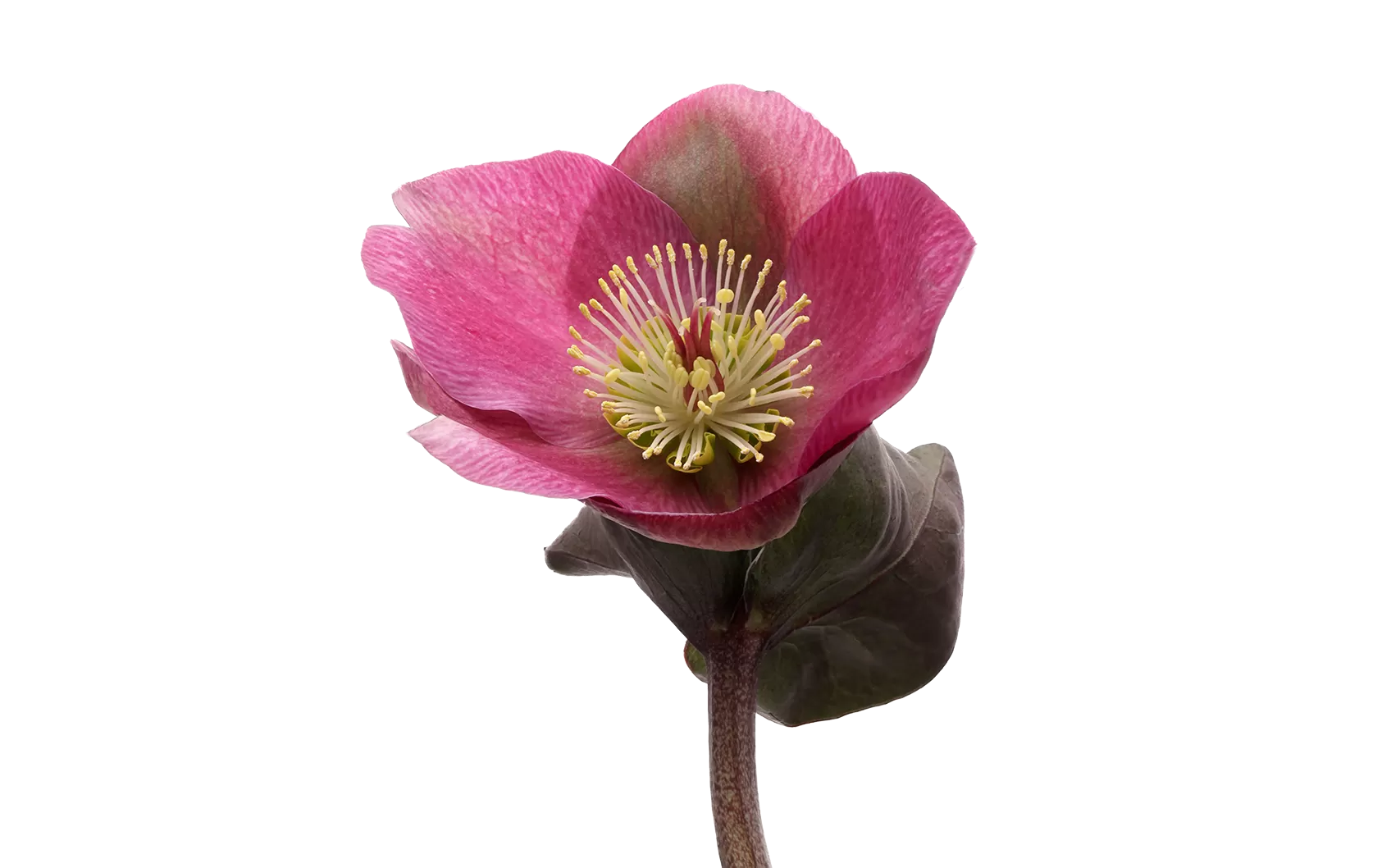 Helleborus Anna's Red 