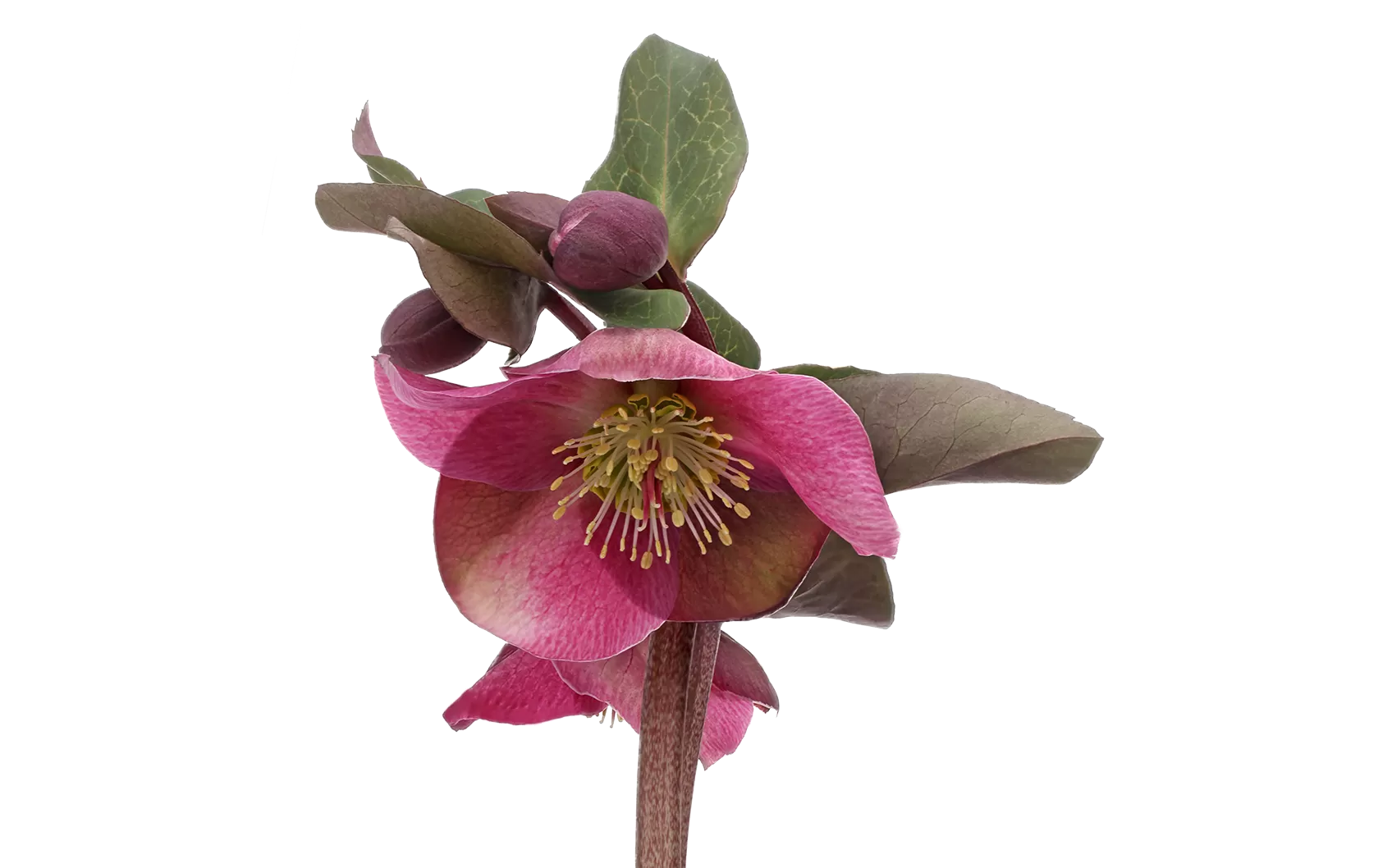 Helleborus Anna's Red 