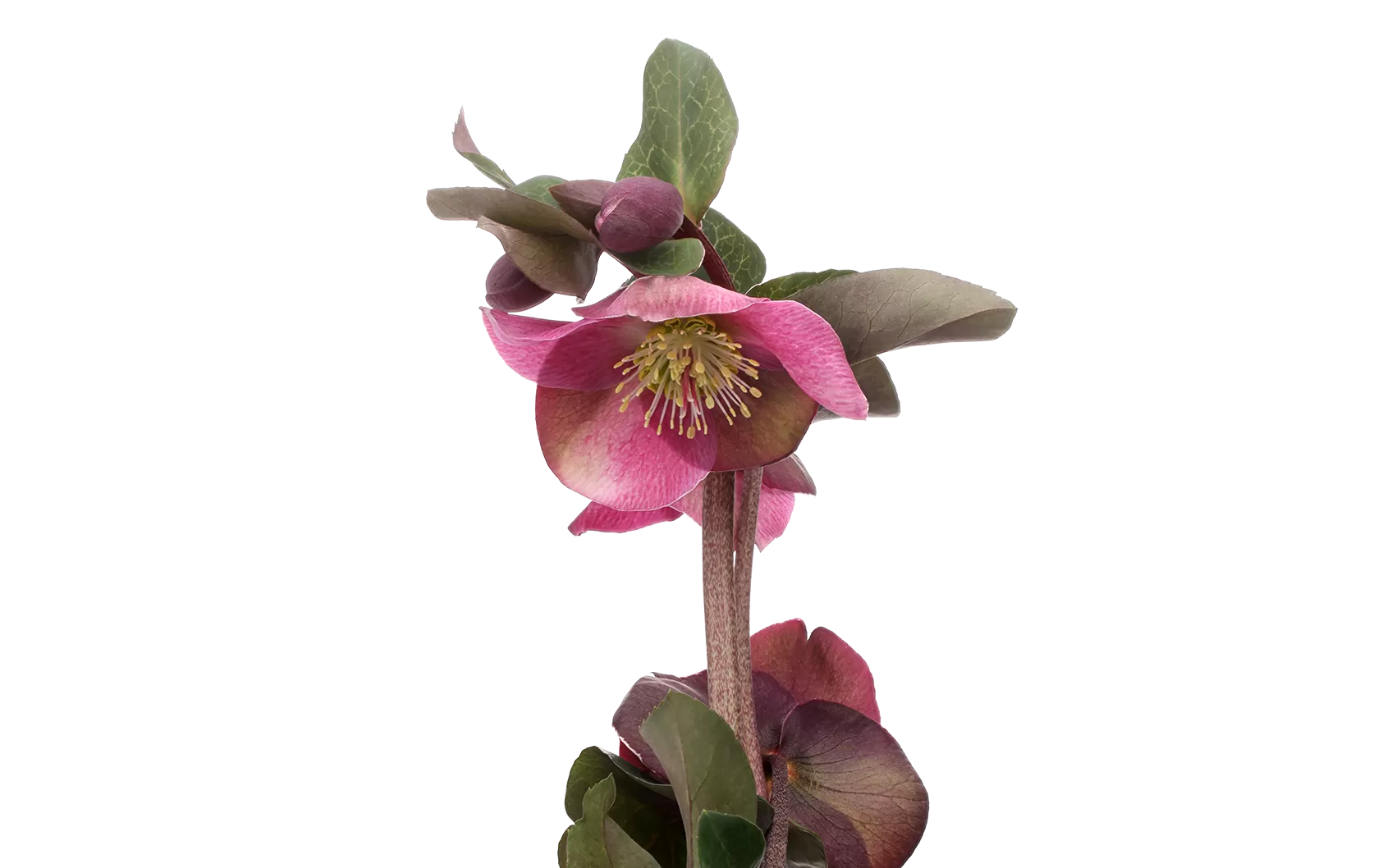 Helleborus Anna's Red 