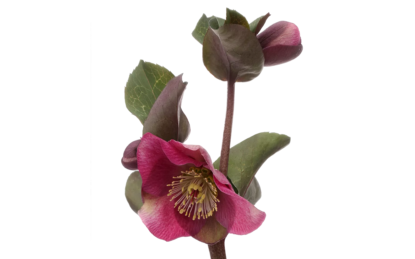 Helleborus Anna's Red 