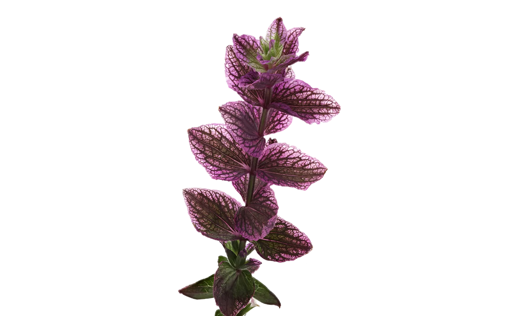 Salvia Pink Lagoon