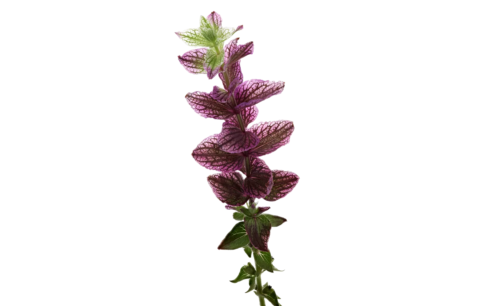 Salvia Pink Lagoon