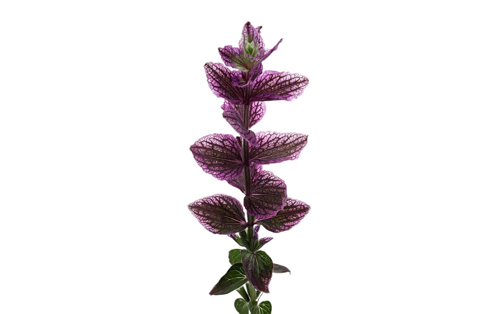 Salvia Pink Lagoon