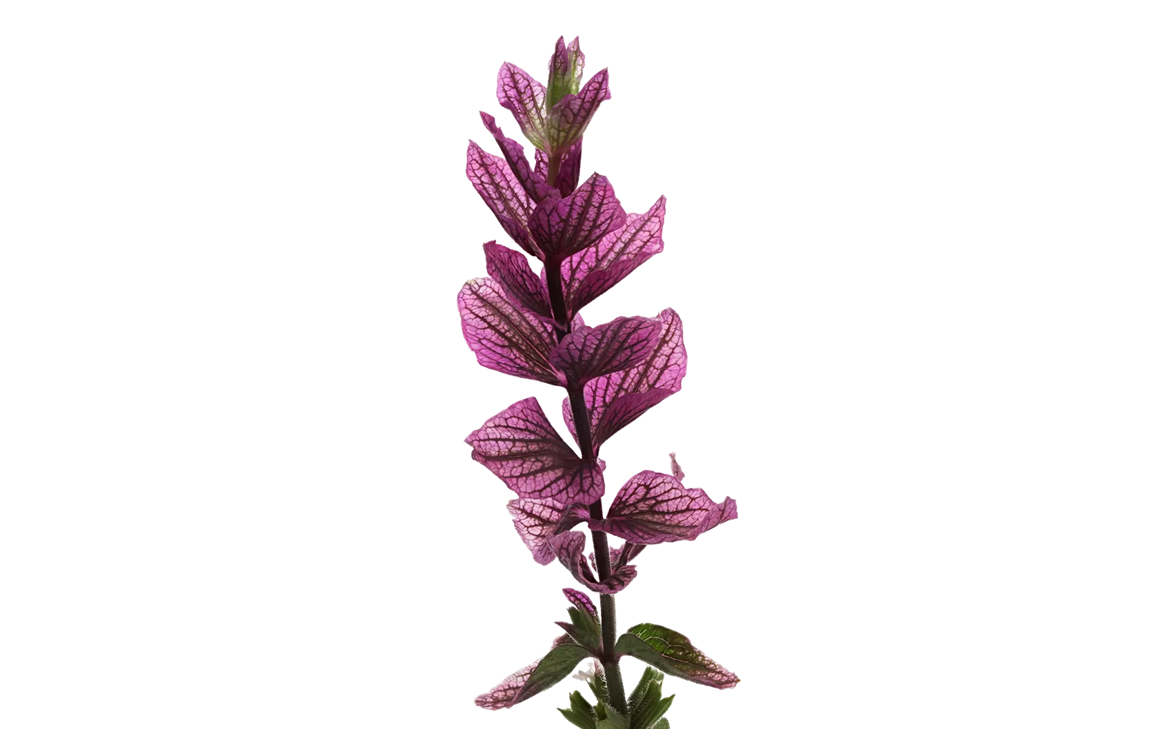 Salvia Pink Lagoon
