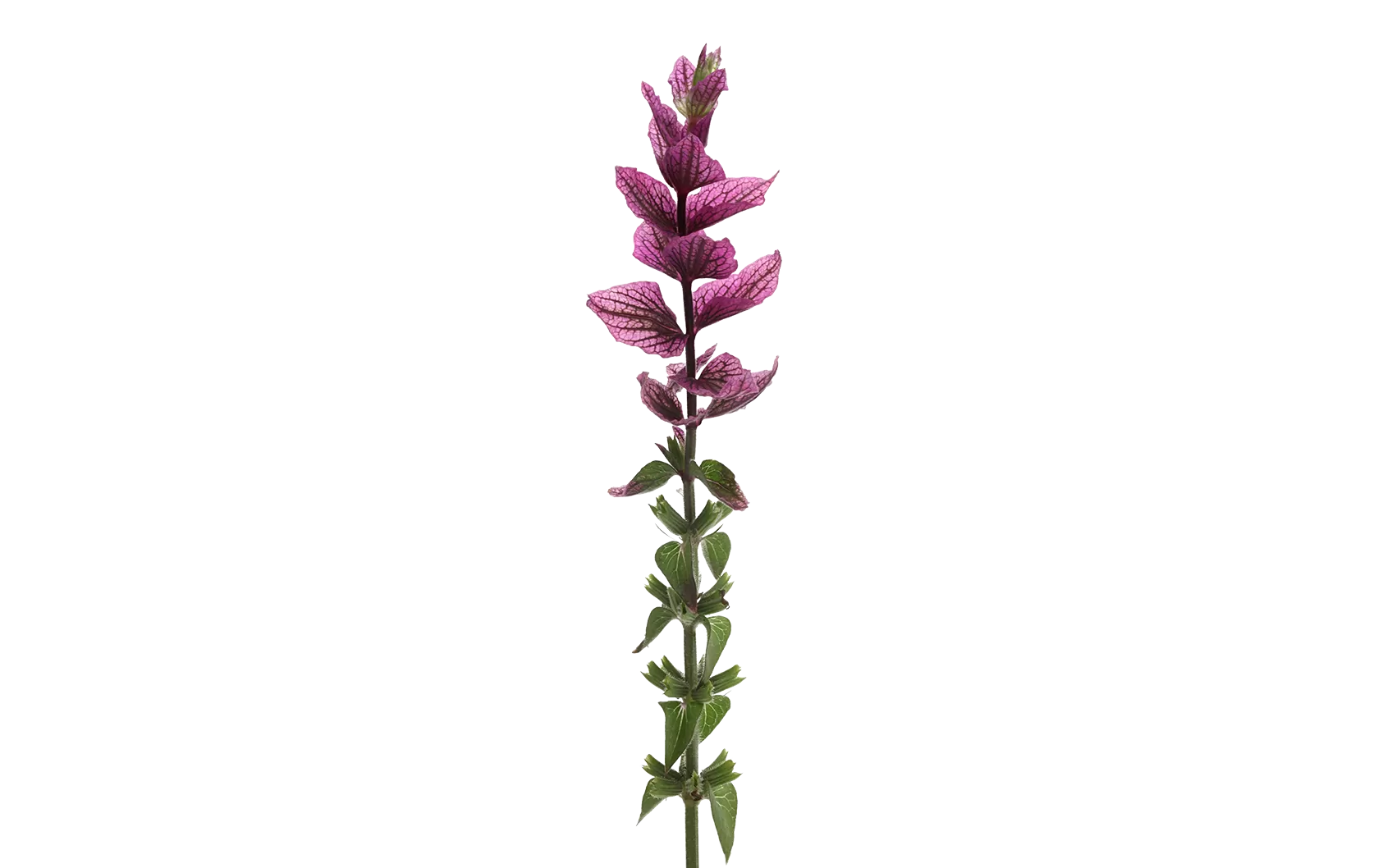 Salvia Pink Lagoon
