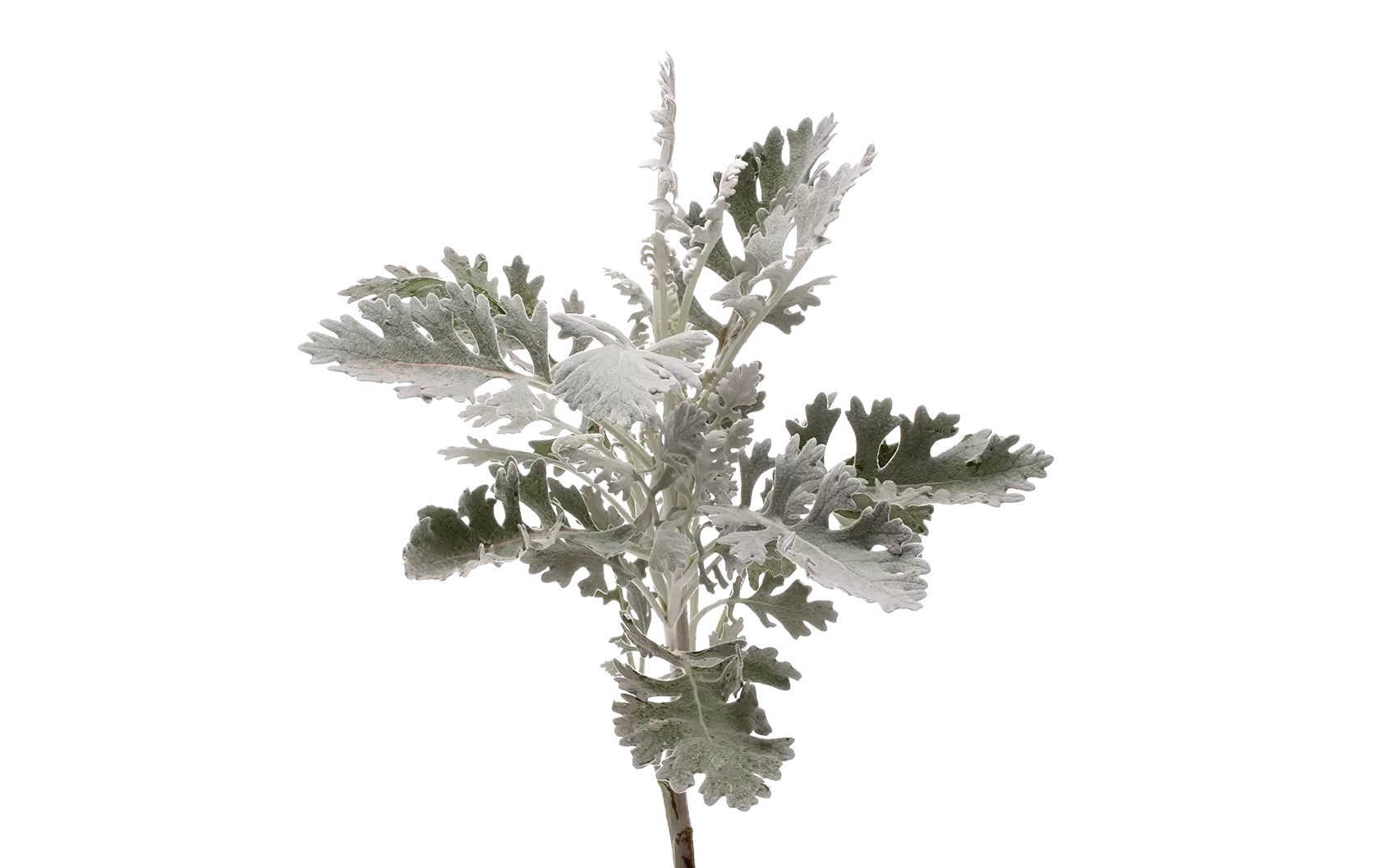 Jacobaea Ovidius