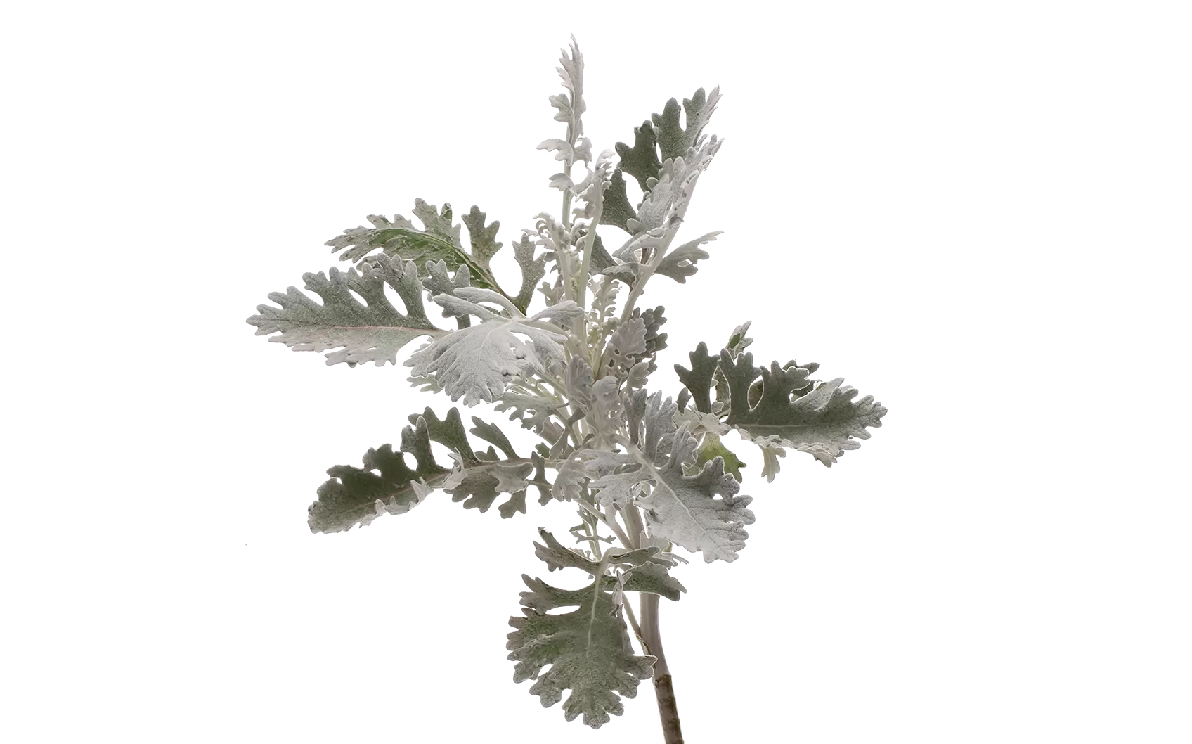 Jacobaea Ovidius