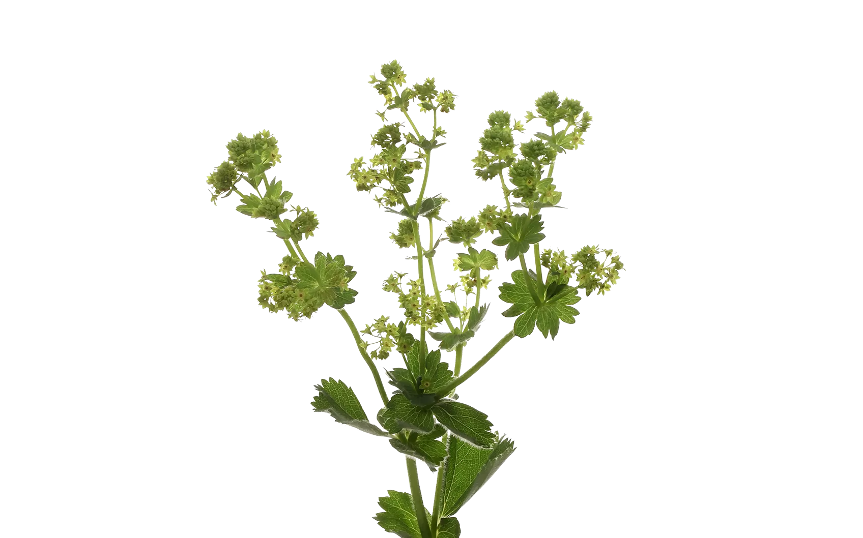 Alchemilla Mollis Robustica