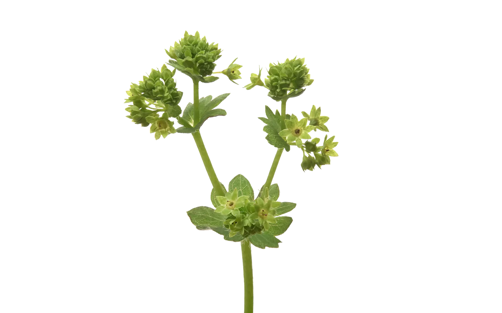 Alchemilla Mollis Robustica