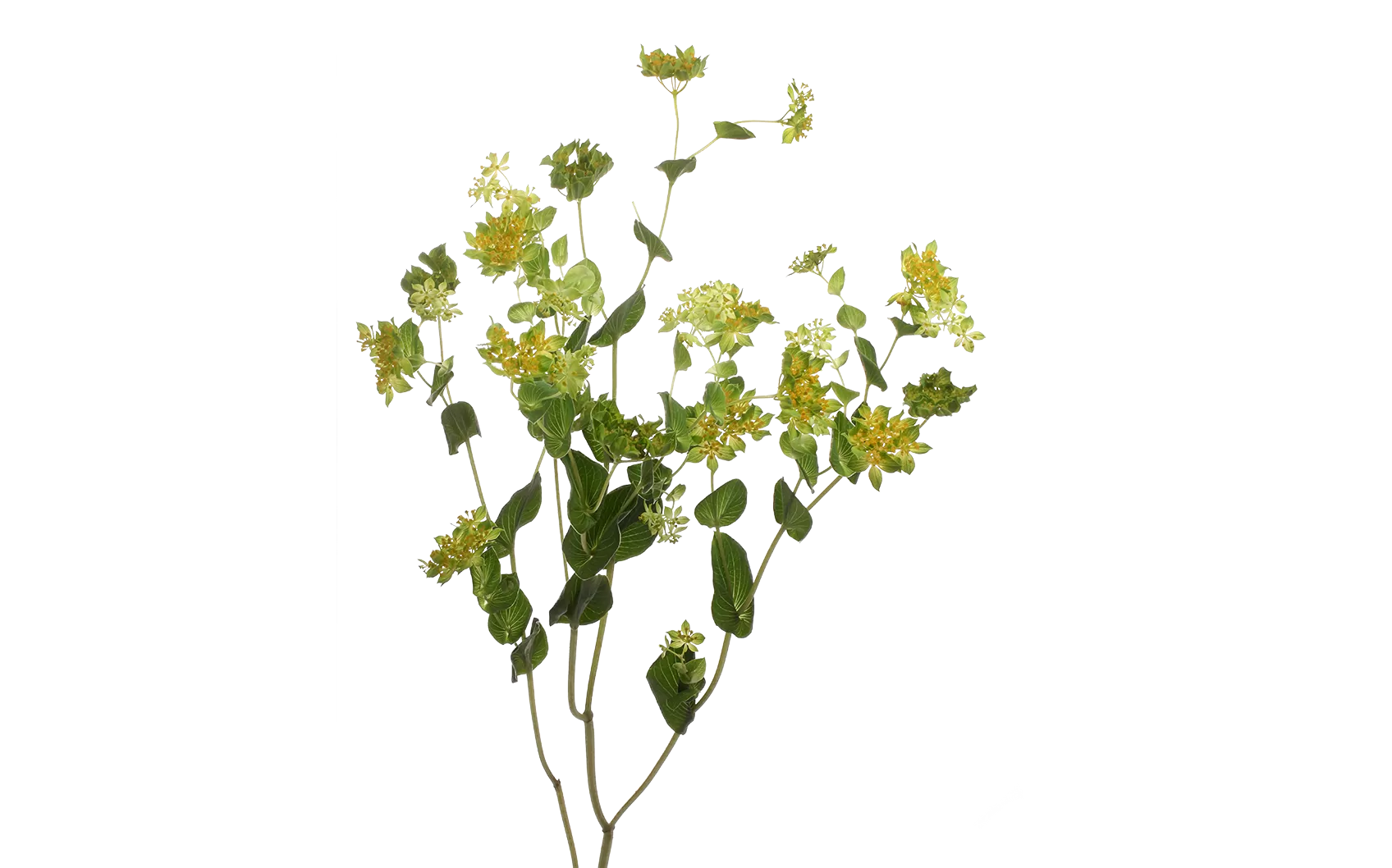 Bupleurum Griffithii