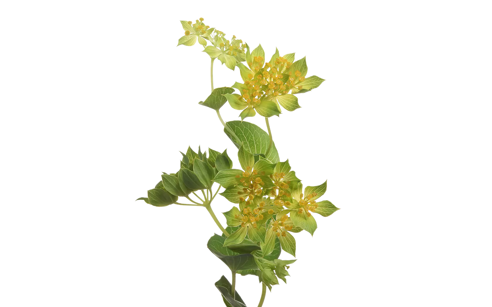 Bupleurum Griffithii