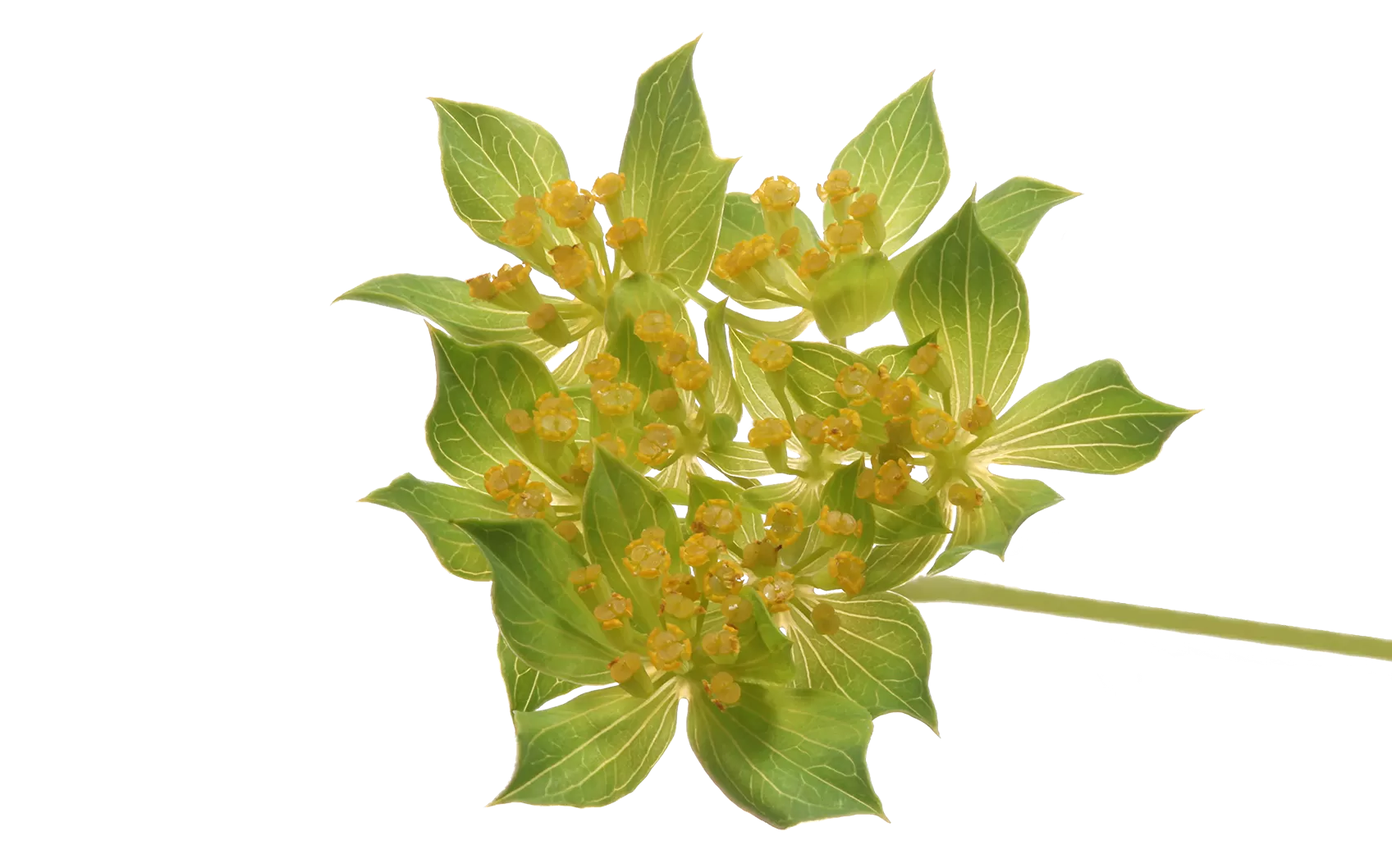 Bupleurum Griffithii