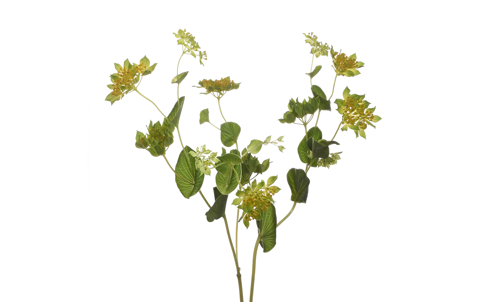 Bupleurum Griffithii