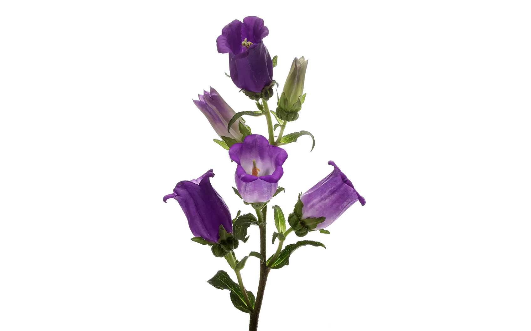 Campanula Champion Blue