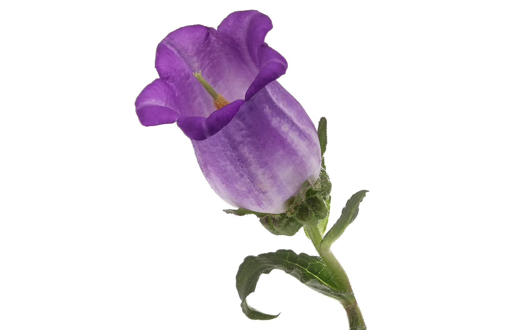 Campanula Champion Blue