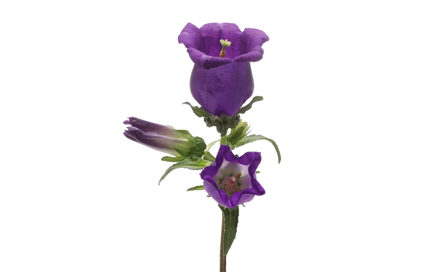 Campanula Champion Blue