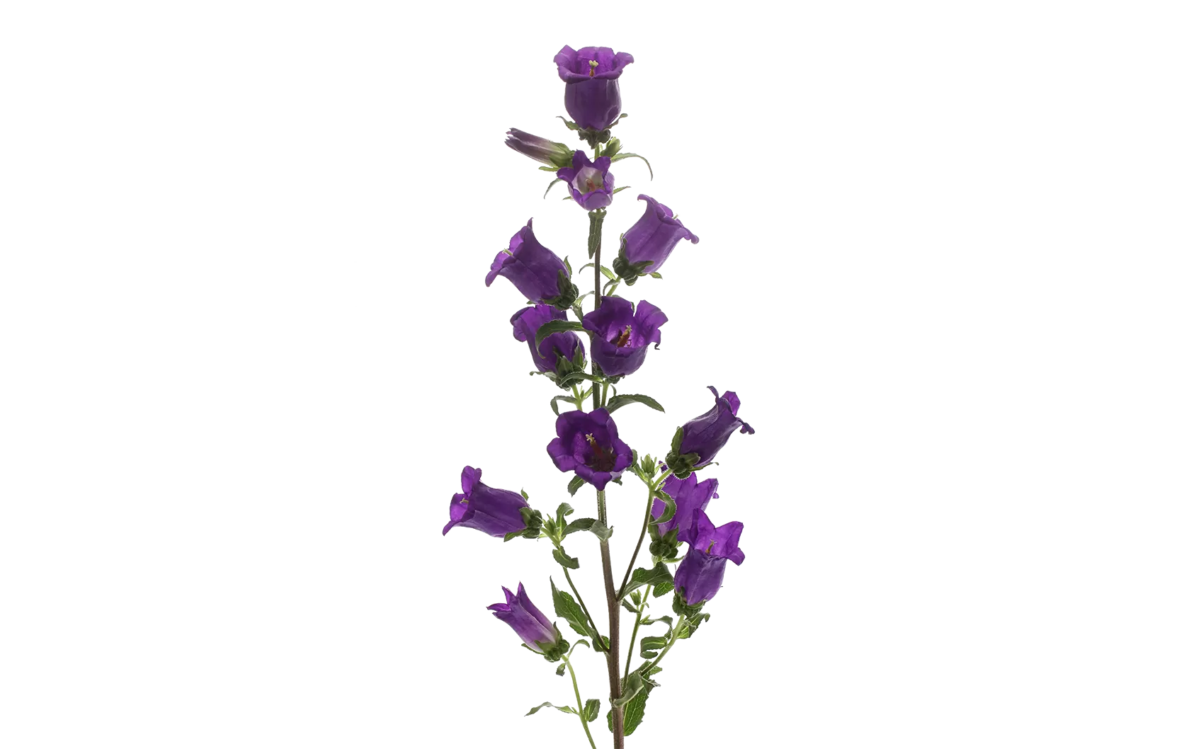 Campanula Champion Blue