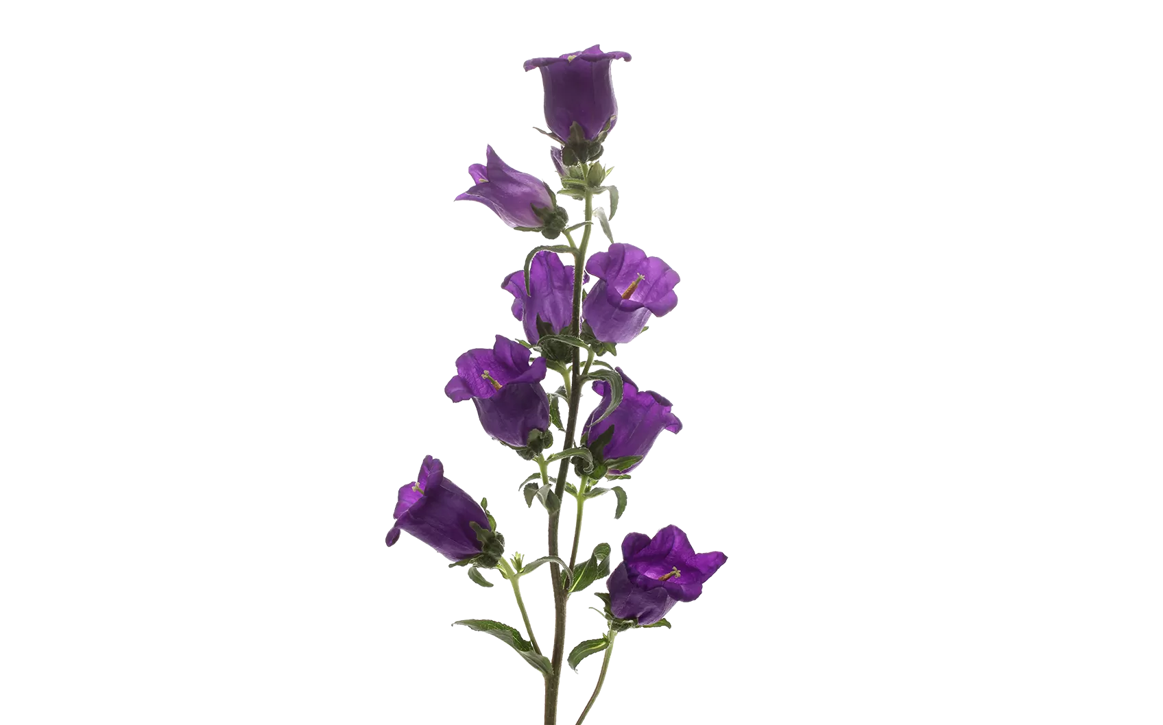 Campanula Champion Blue