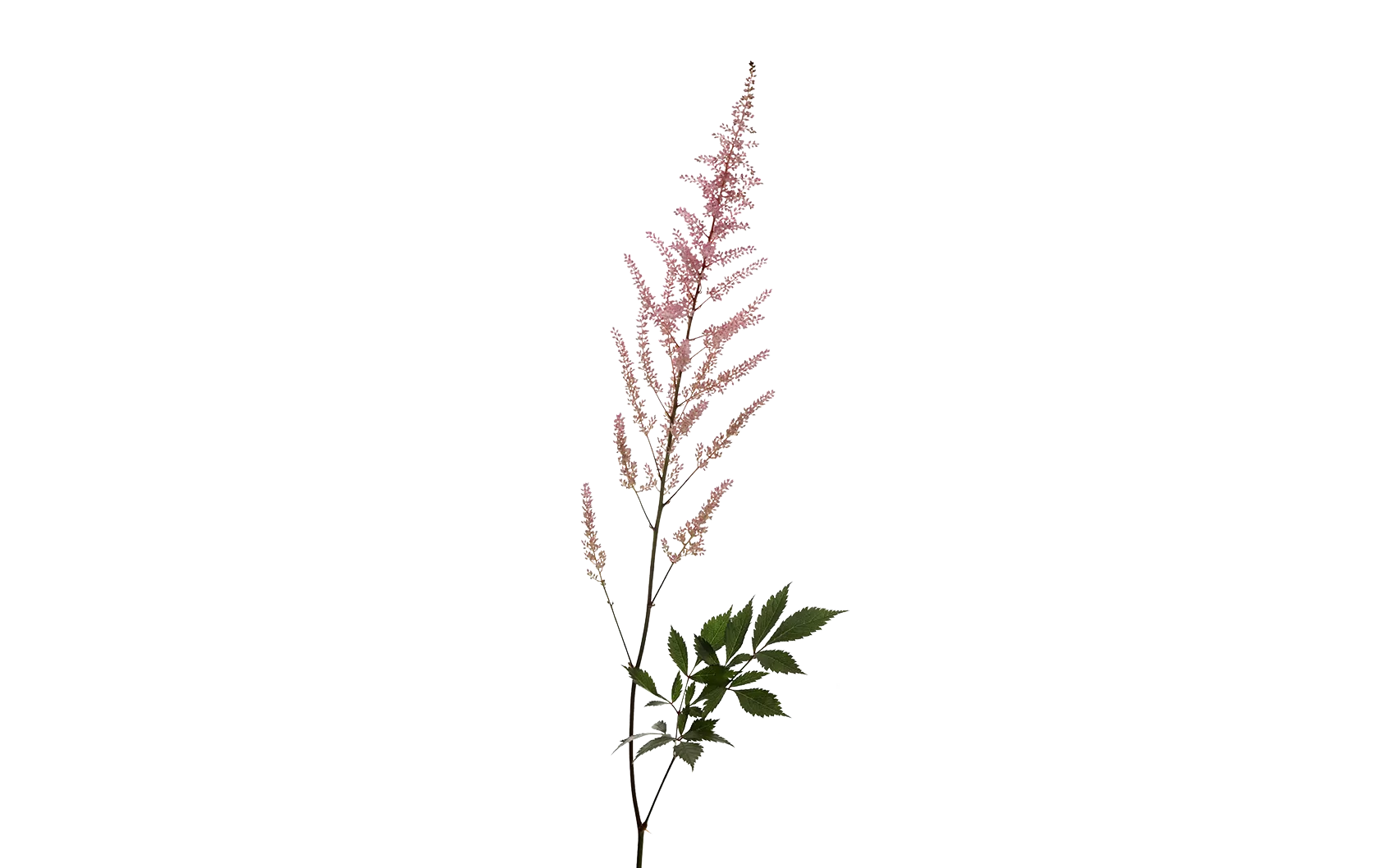 Astilbe Erika