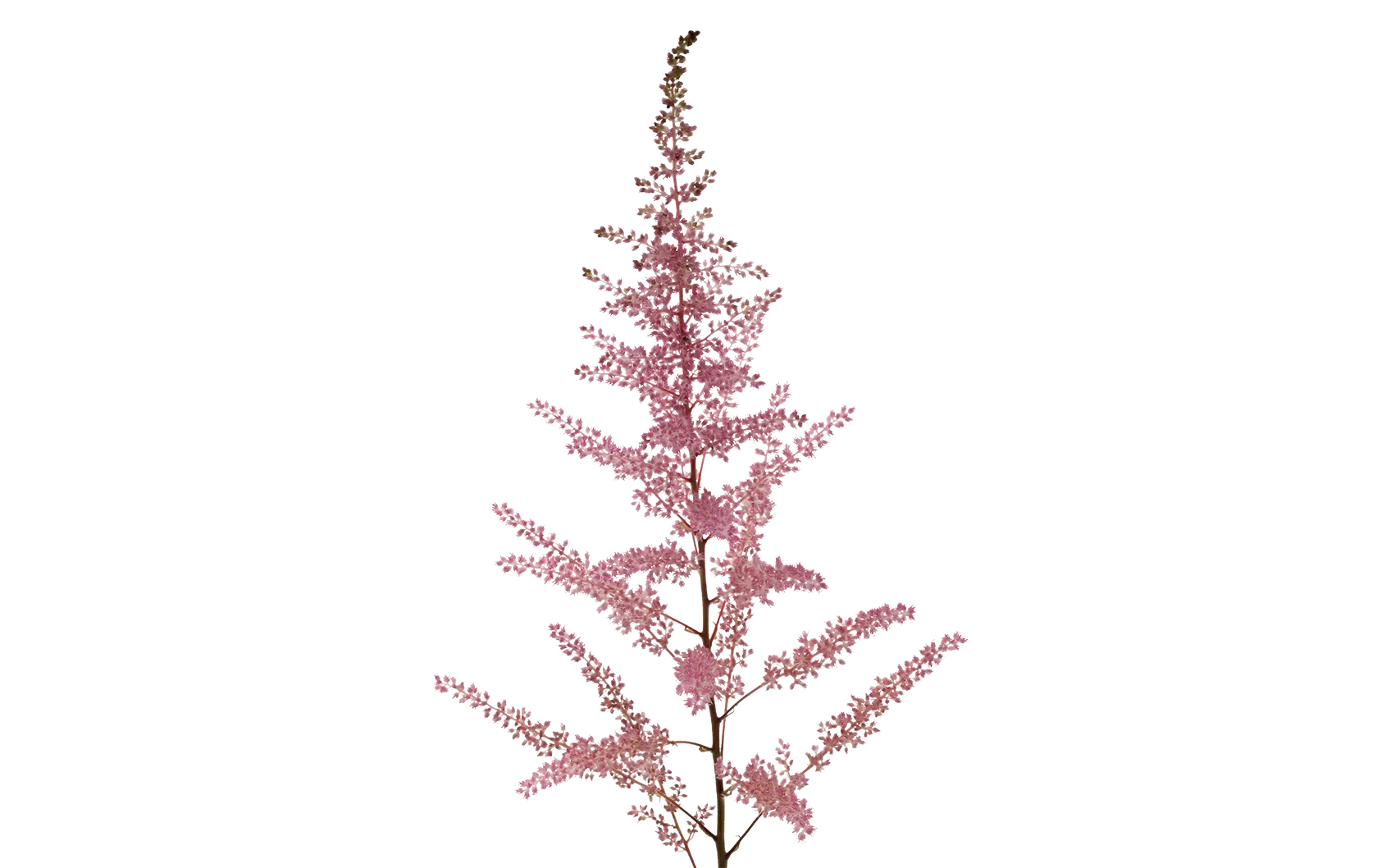 Astilbe Erika