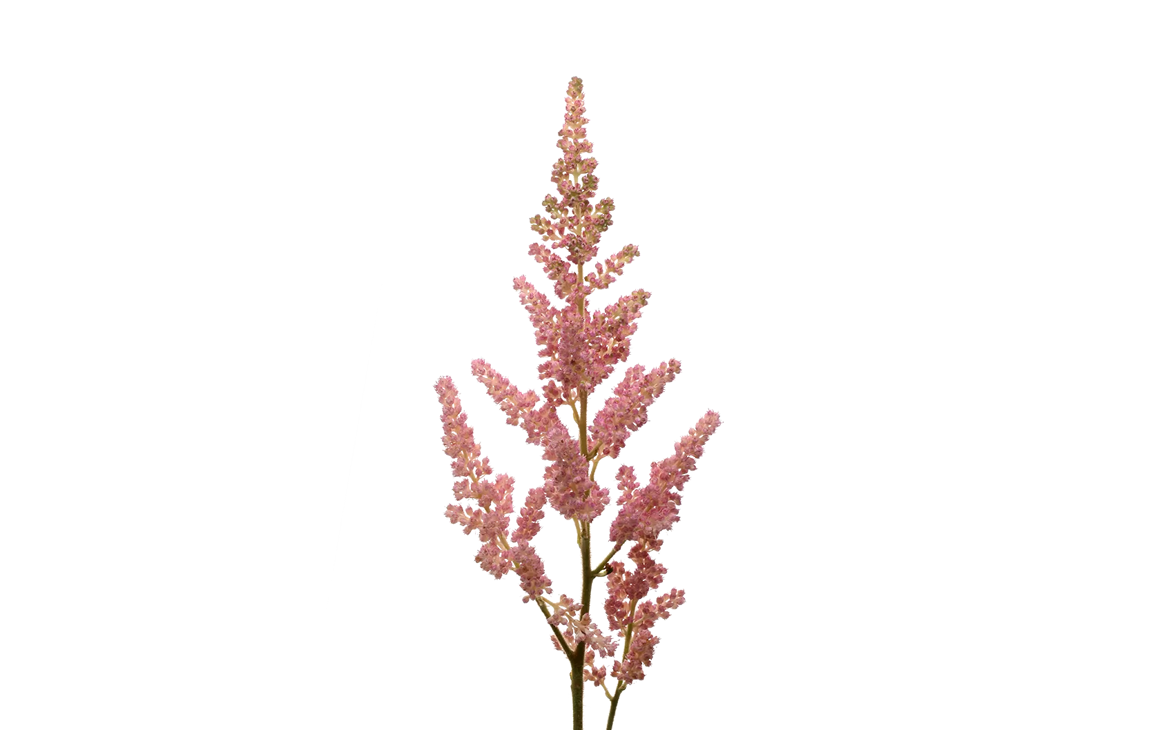 Astilbe Inferno 