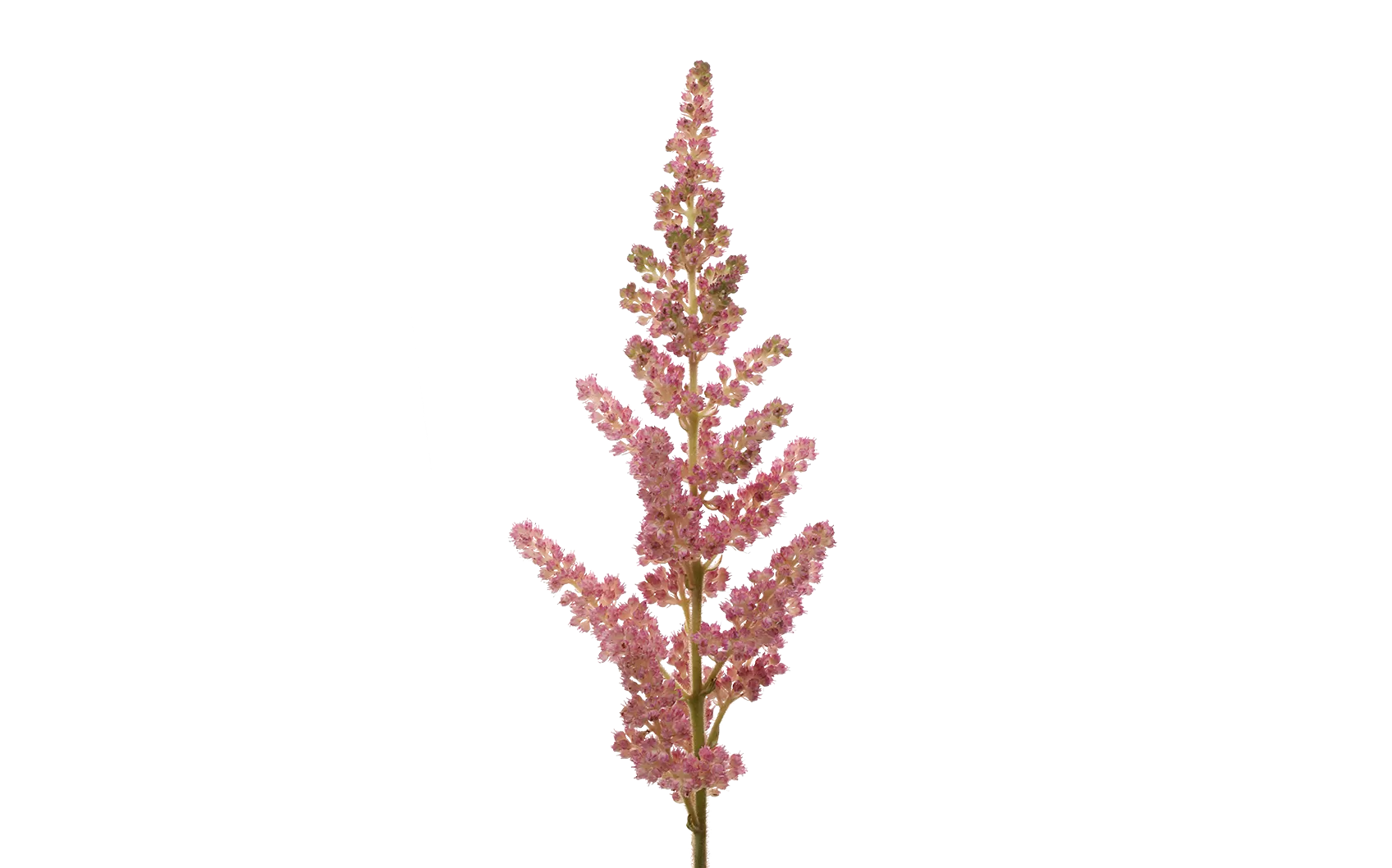 Astilbe Inferno 