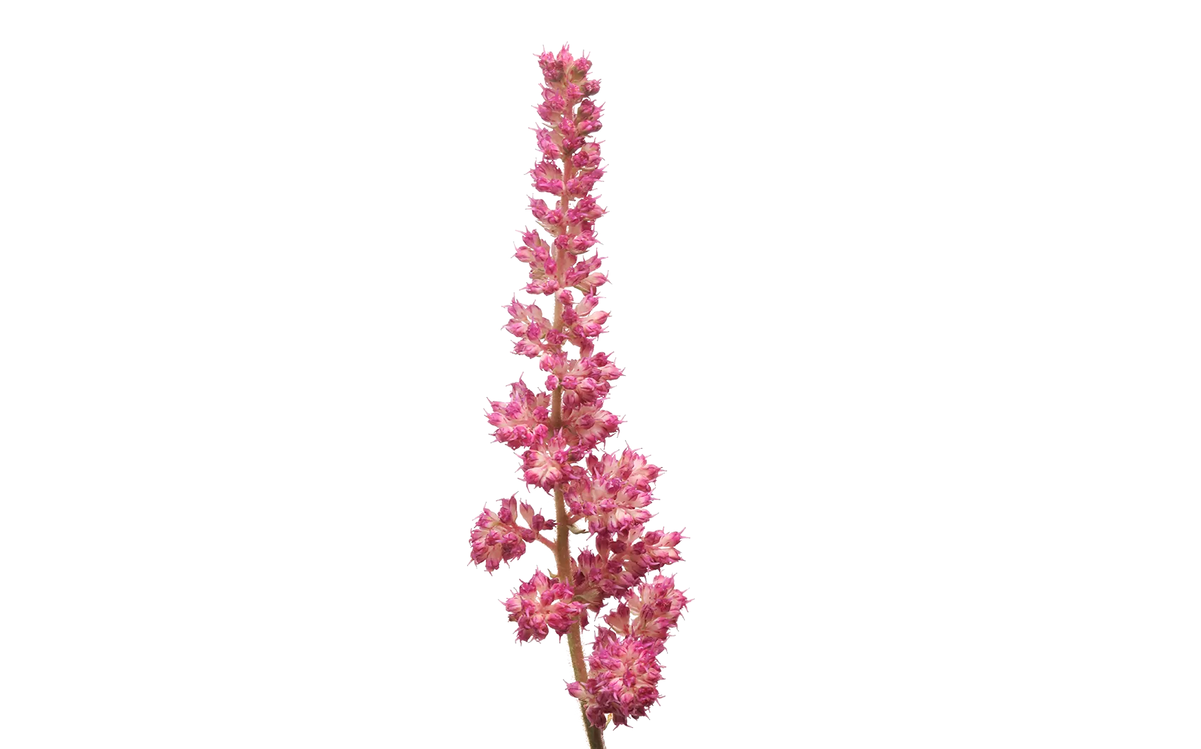 Astilbe Vision in Pink 