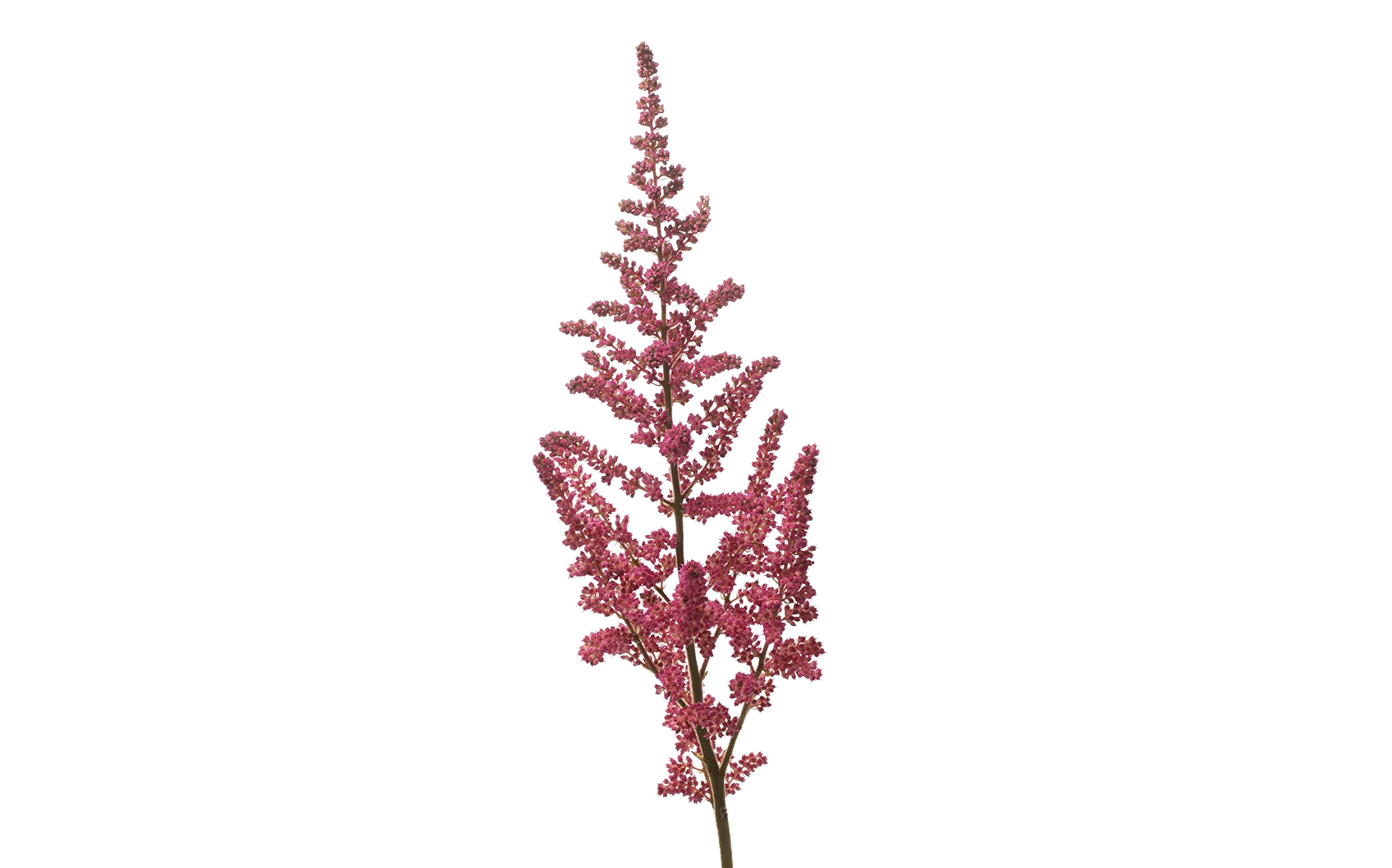 Astilbe Vision in Pink 