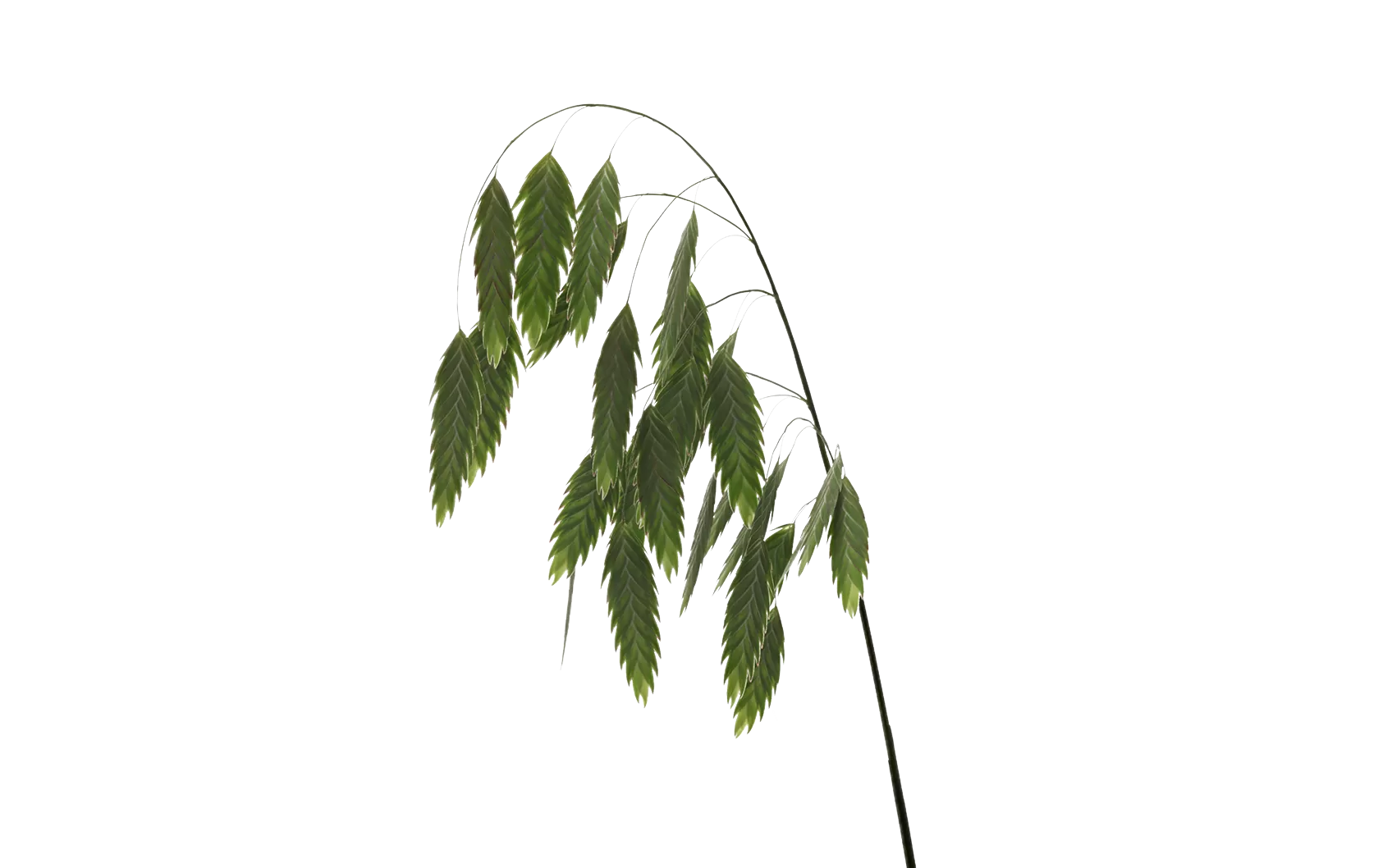 Chasmanthium Latifolium 'Mantis'