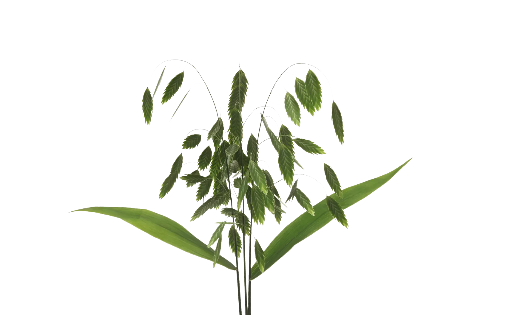 Chasmanthium Latifolium 'Mantis'