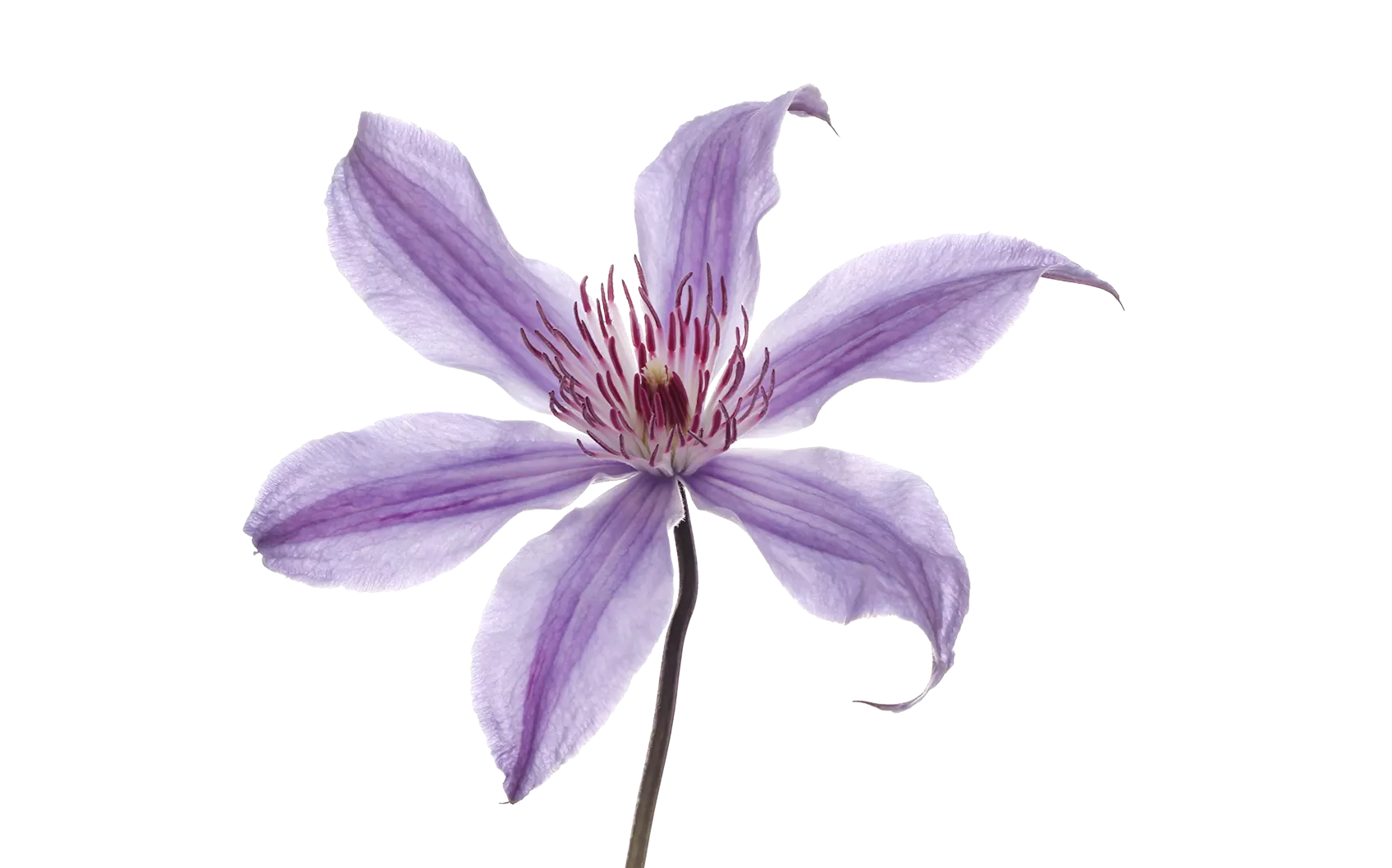 Clematis Amazing® Havana 