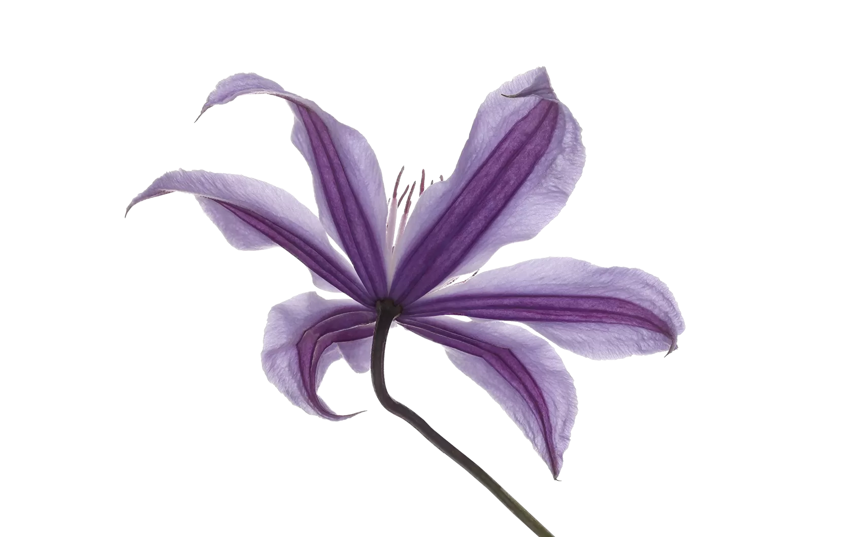 Clematis Amazing® Havana 