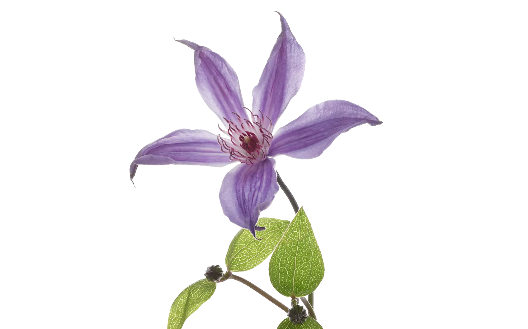 Clematis Amazing® Havana 